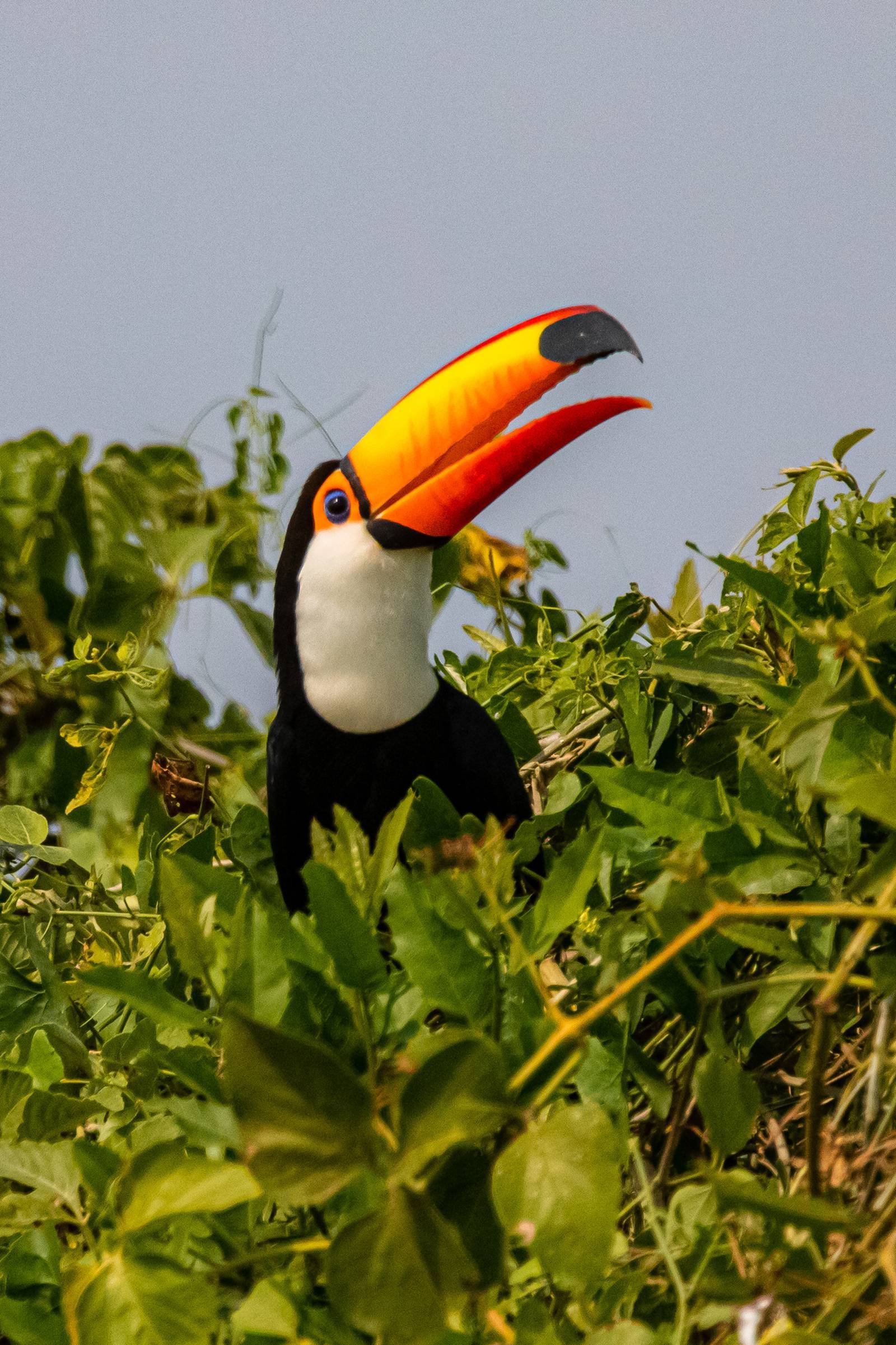 A toco toucan with its vivid orange-and-red bill held open perches amid dense green foliage on a budget Pantanal tour wildlife safari