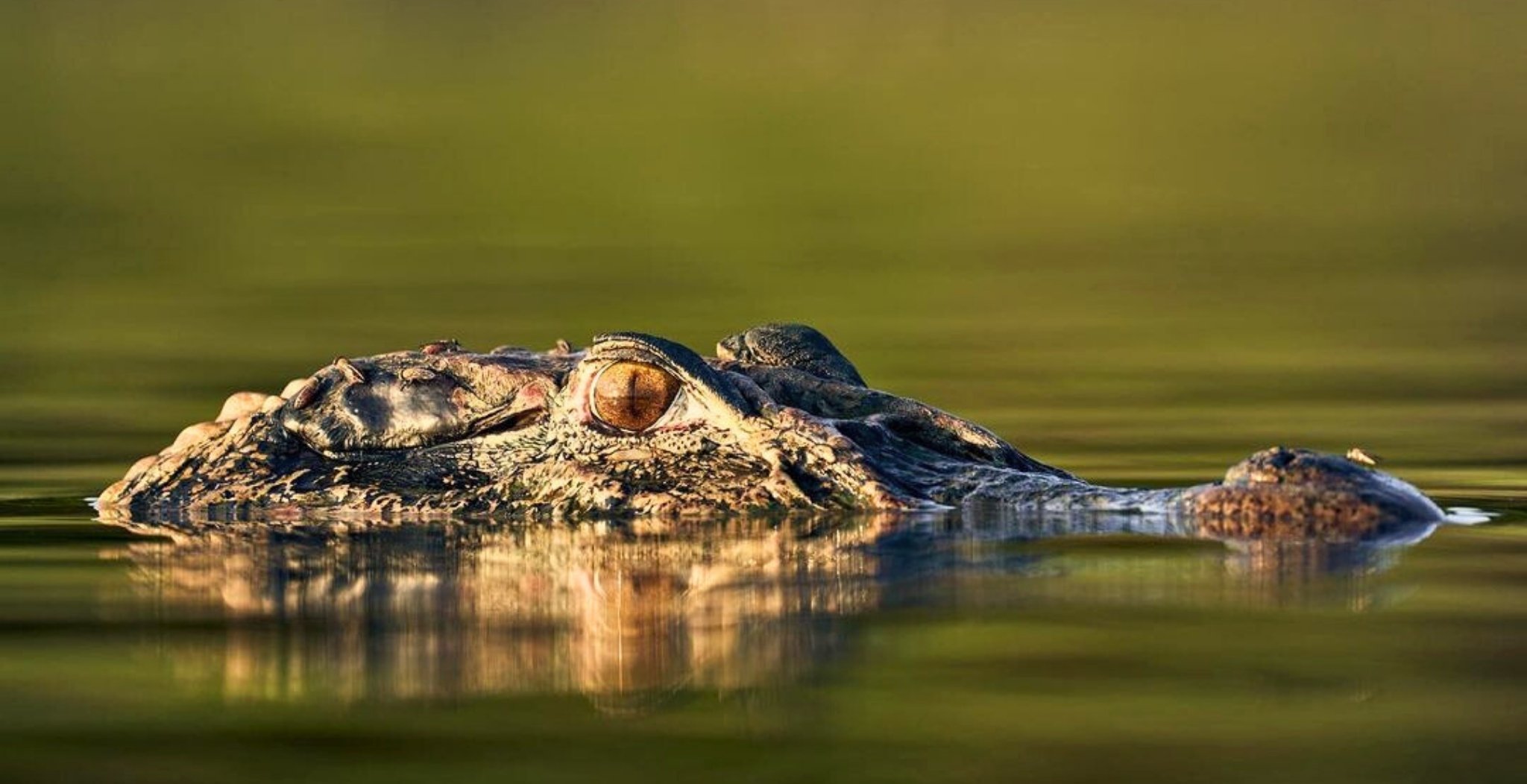 4-day Amazon Survival Tour