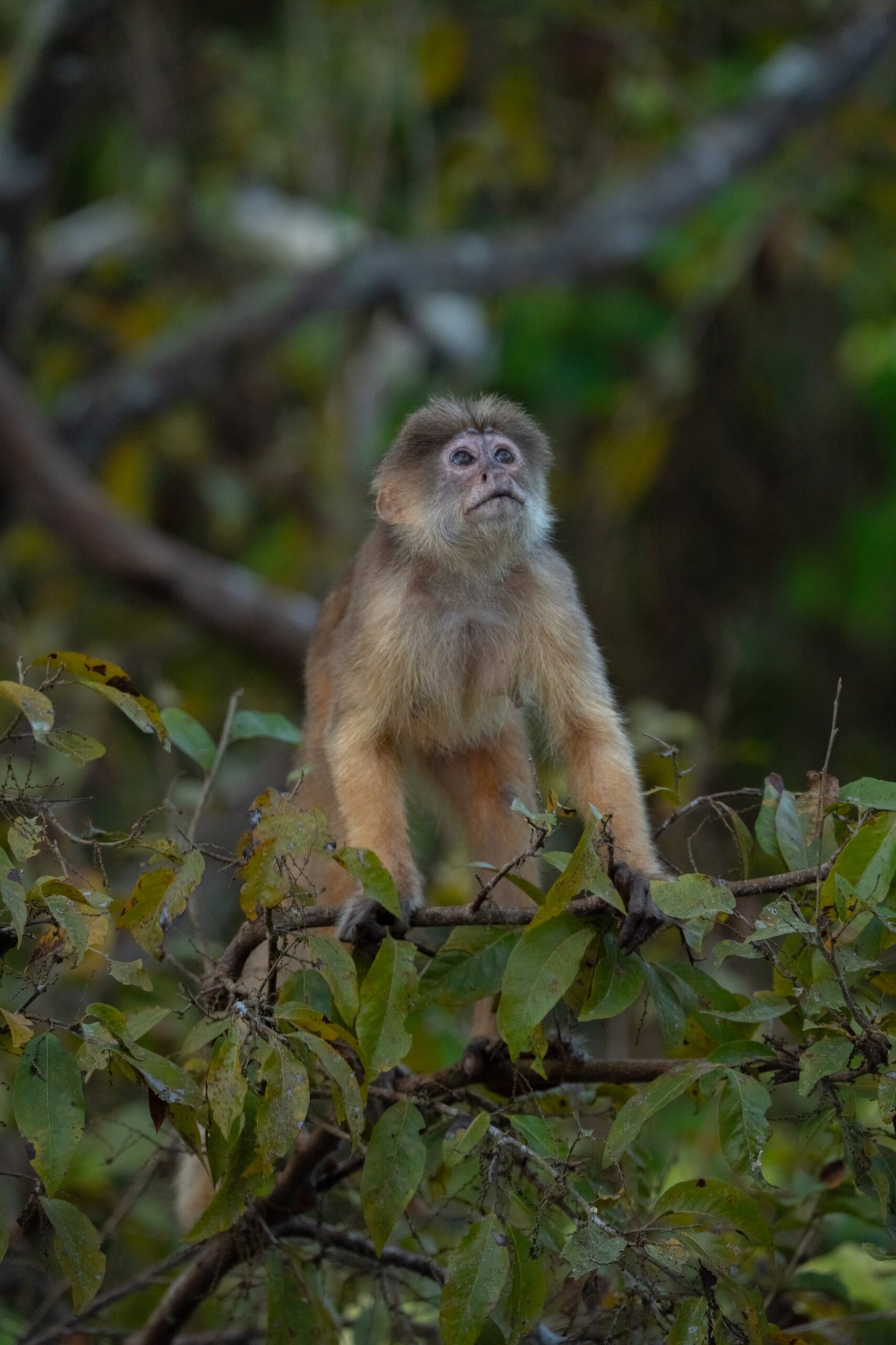 Capuchin monkey standing on a branch and looking upward during wildlife spotting in the Amazon canopy