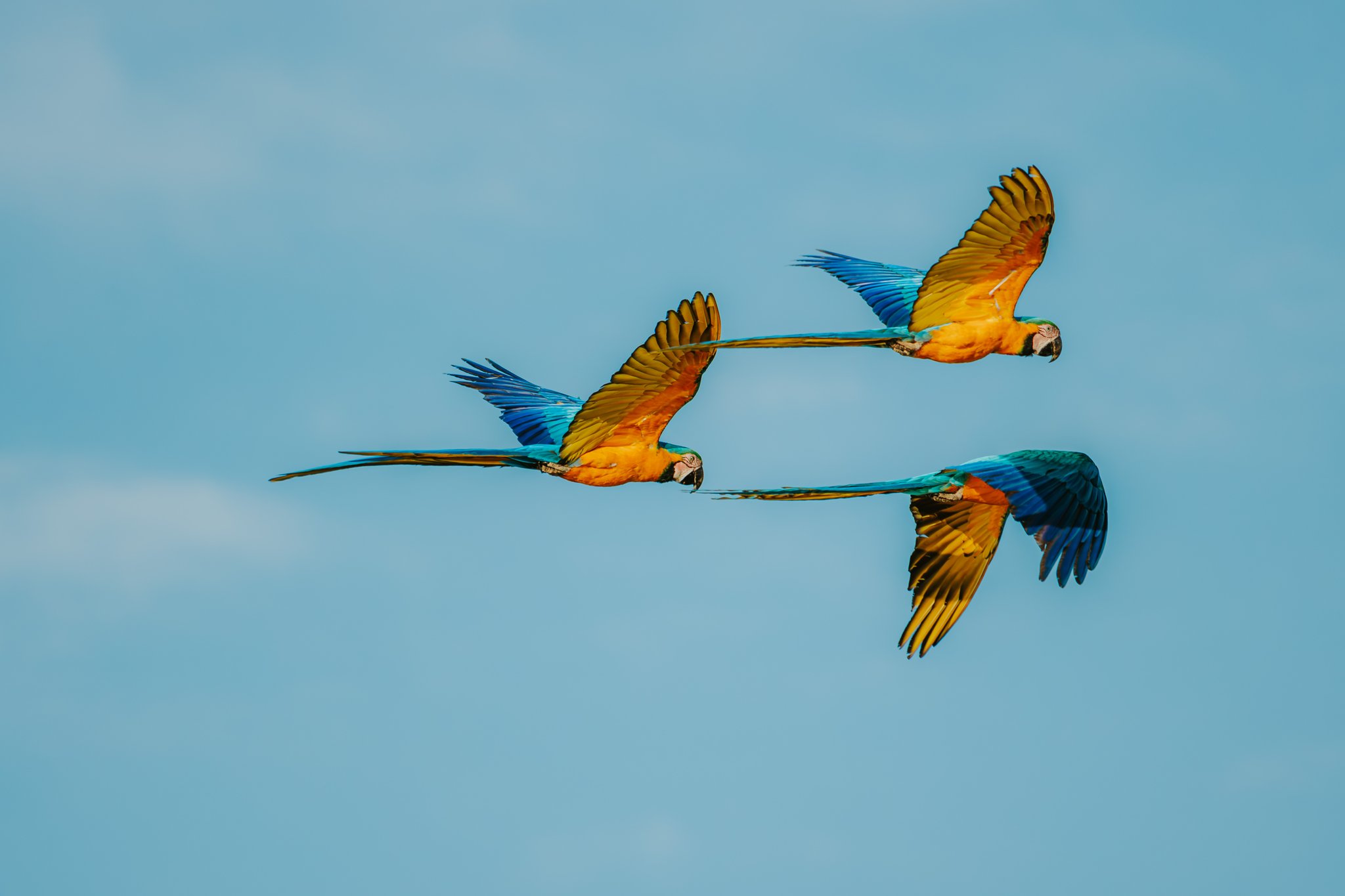 Three blue-and-yellow macaws flying together against a clear blue sky in the Cerrado Brazil savanna