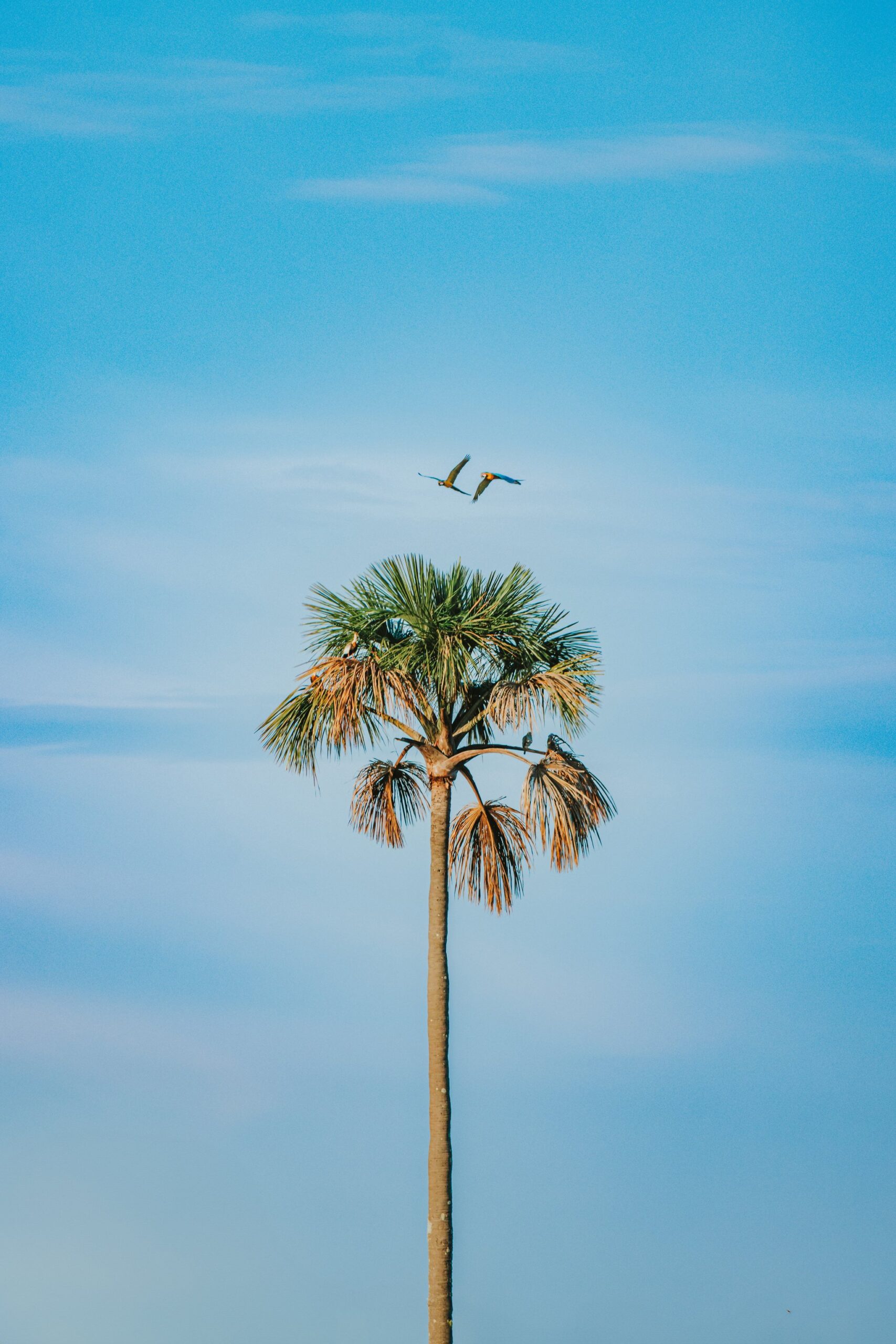 Two blue-and-yellow macaws flying above a tall palm tree against a clear blue sky in the Cerrado Brazil savanna