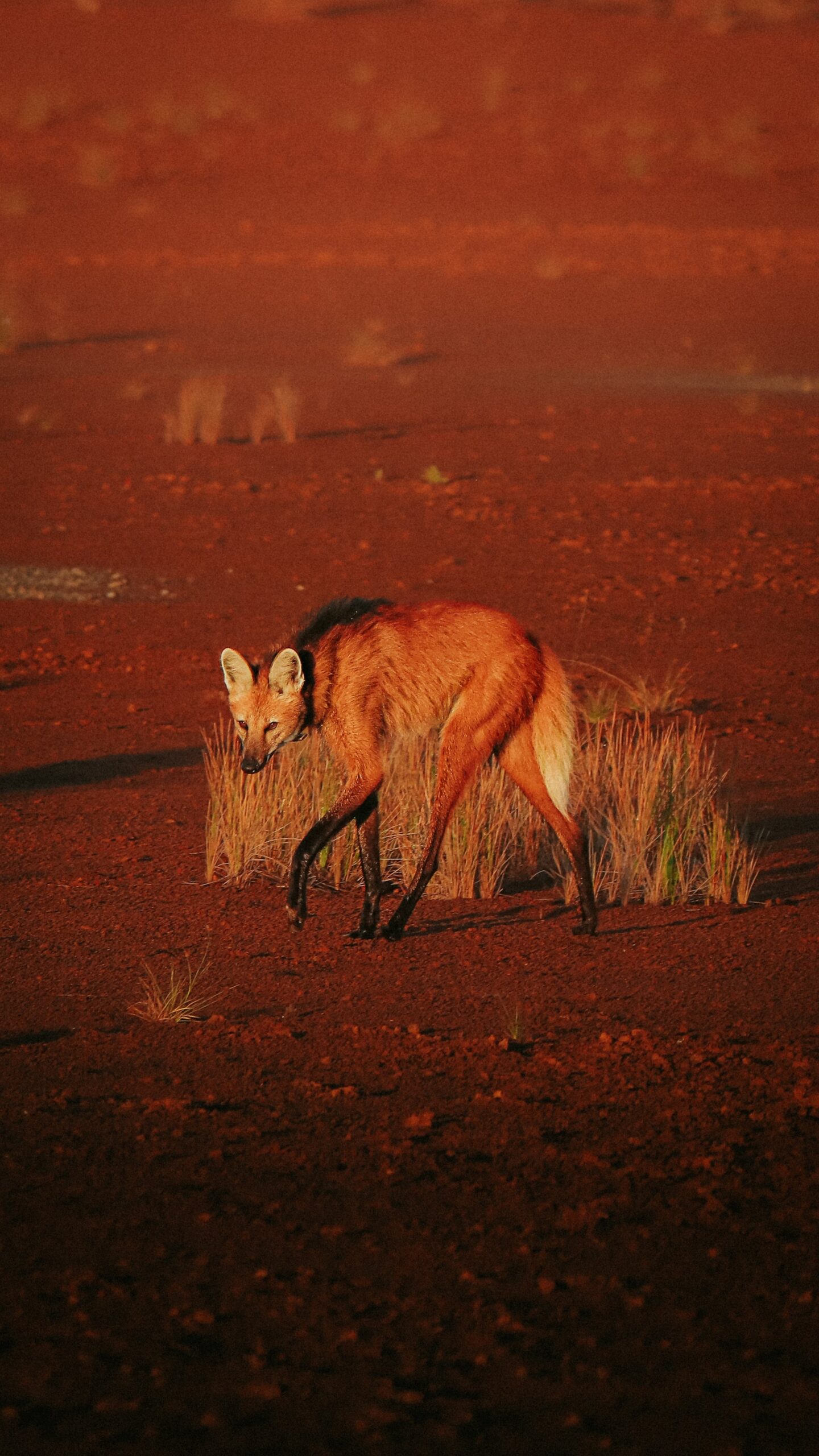 A maned wolf with its distinctive russet coat and black legs walks across the red laterite soil of Cerrado Brazil, sparse dry grass tufts around its feet
