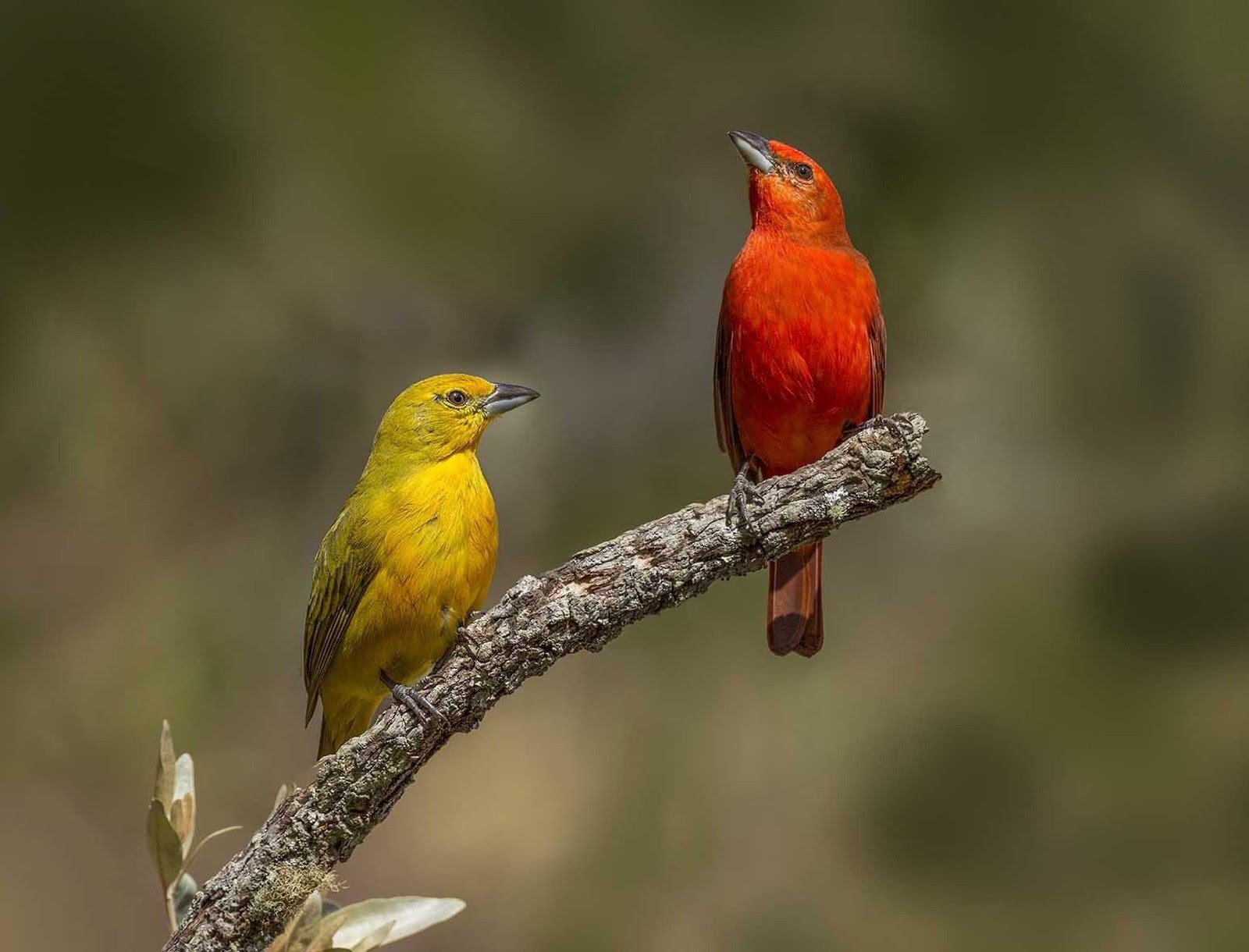 A vivid red male and bright yellow female tanager perched side by side on a lichen-covered branch in the Cerrado Brazil savanna