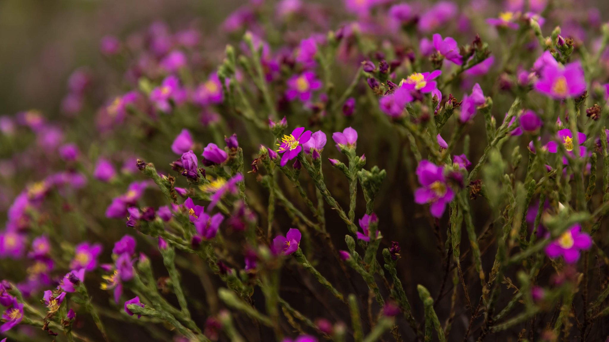 Close-up of dense magenta wildflowers with yellow stamens blooming on green stems in the Cerrado Brazil savanna