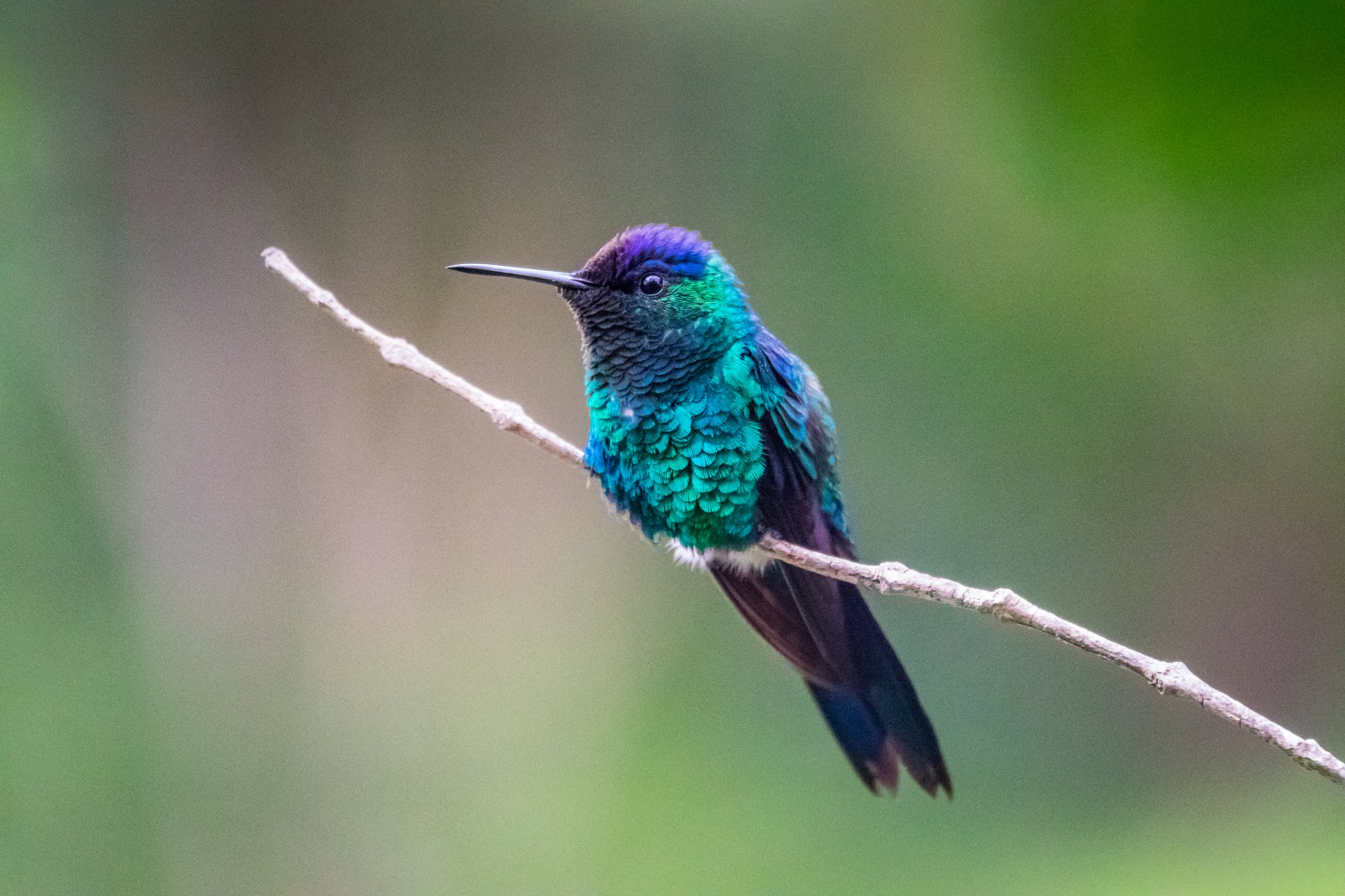 A iridescent green and violet hummingbird perched on a bare twig against a soft green forest background in Chapada Diamantina