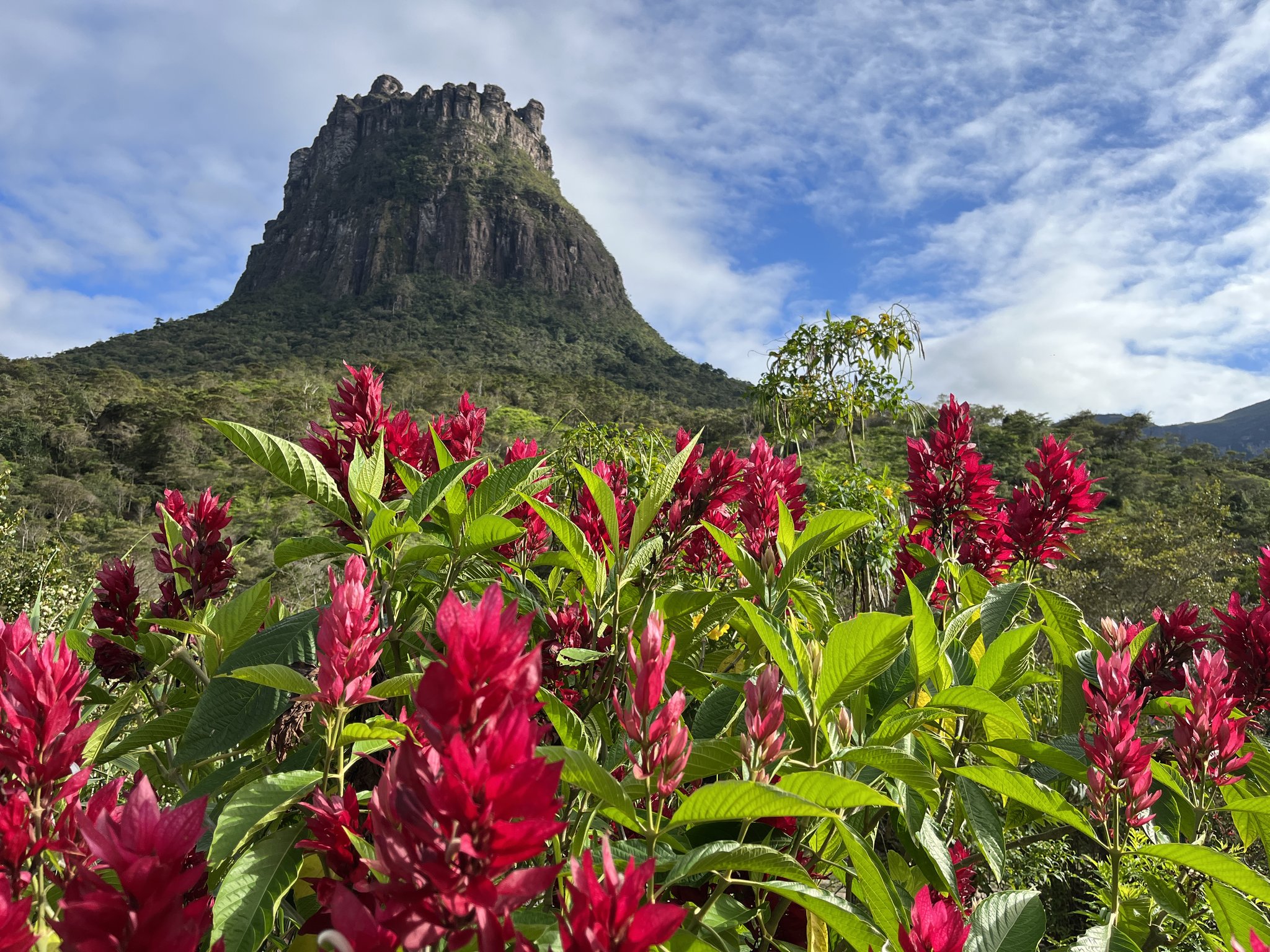 Crimson tropical flowers in the foreground frame a dramatic flat-topped rock spire rising above lush green forest on the Chapada Diamantina trek