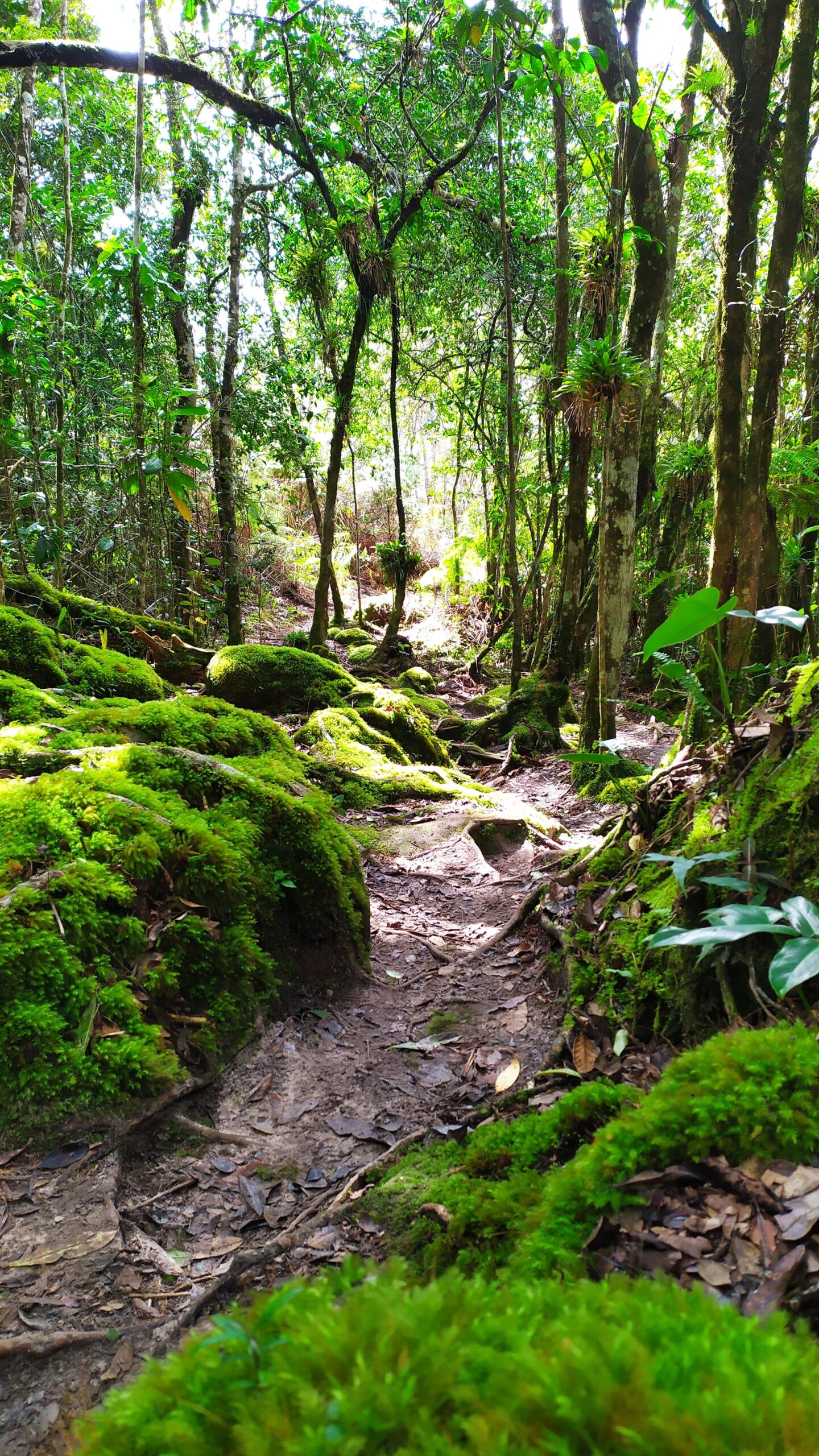 Moss-cushioned rocks line every step of the climb. A narrow dirt trail winds through lush forest on a Chapada Diamantina trek, flanked by vivid green moss-covered rocks and roots beneath tall slender trees