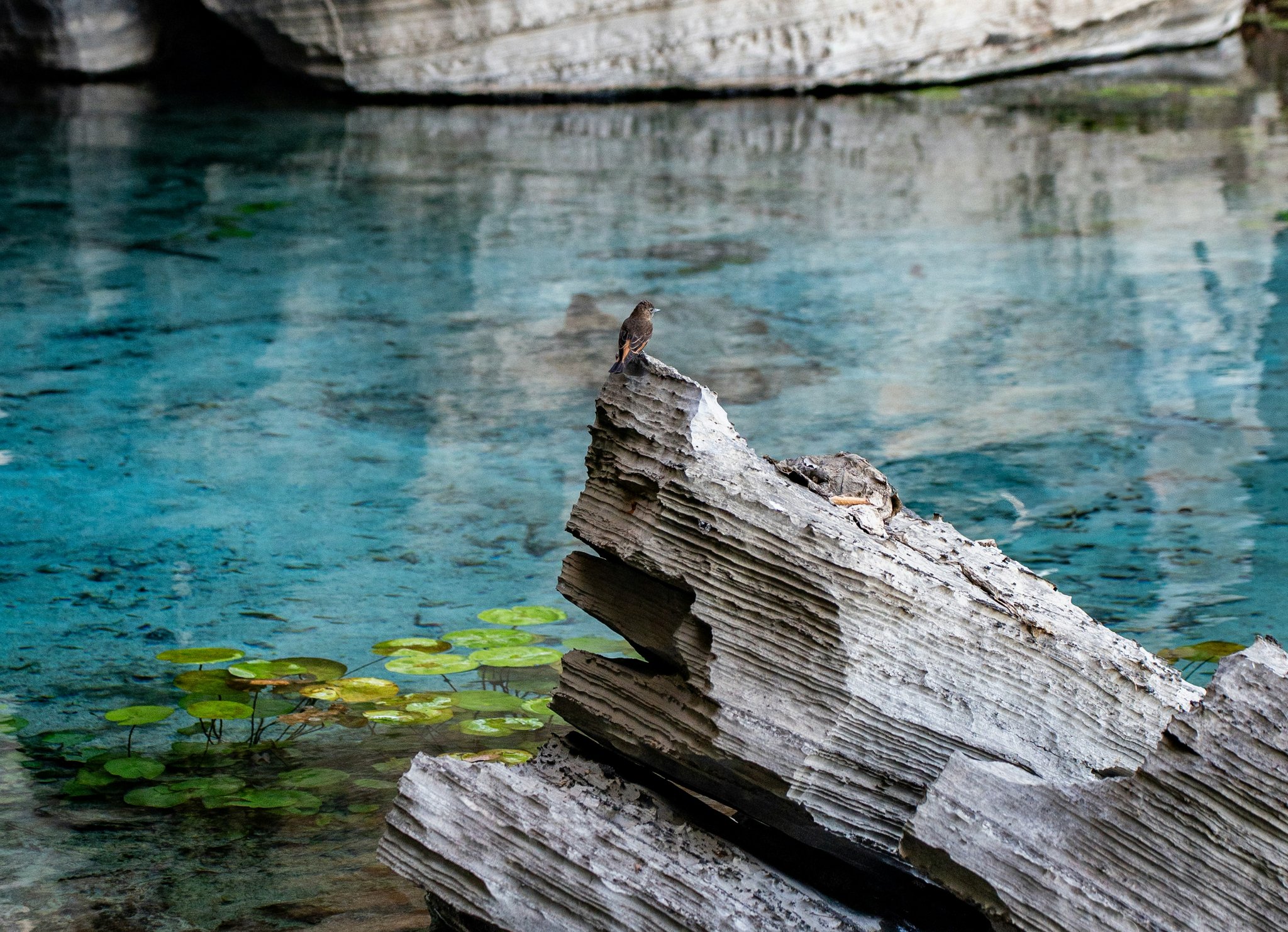 A small dark songbird perches on layered limestone rock above the crystal-clear turquoise waters of a natural pool on a Chapada Diamantina trip, with floating aquatic plants visible below