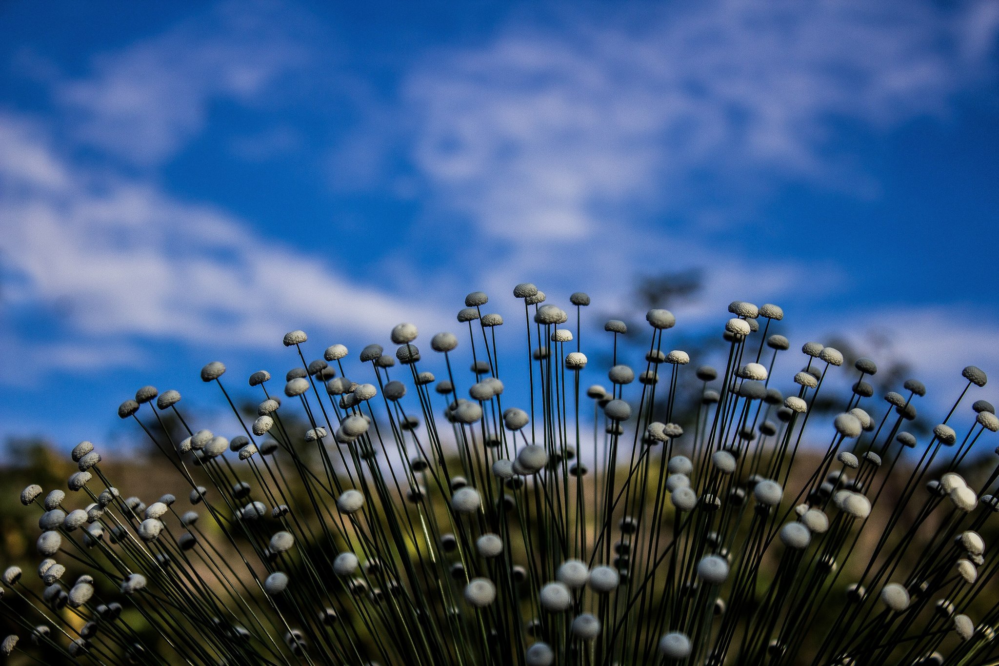 Close-up of dozens of slender wildflower stems topped with round white buds fanning out against a vivid blue sky in Chapada dos Veadeiros tours country