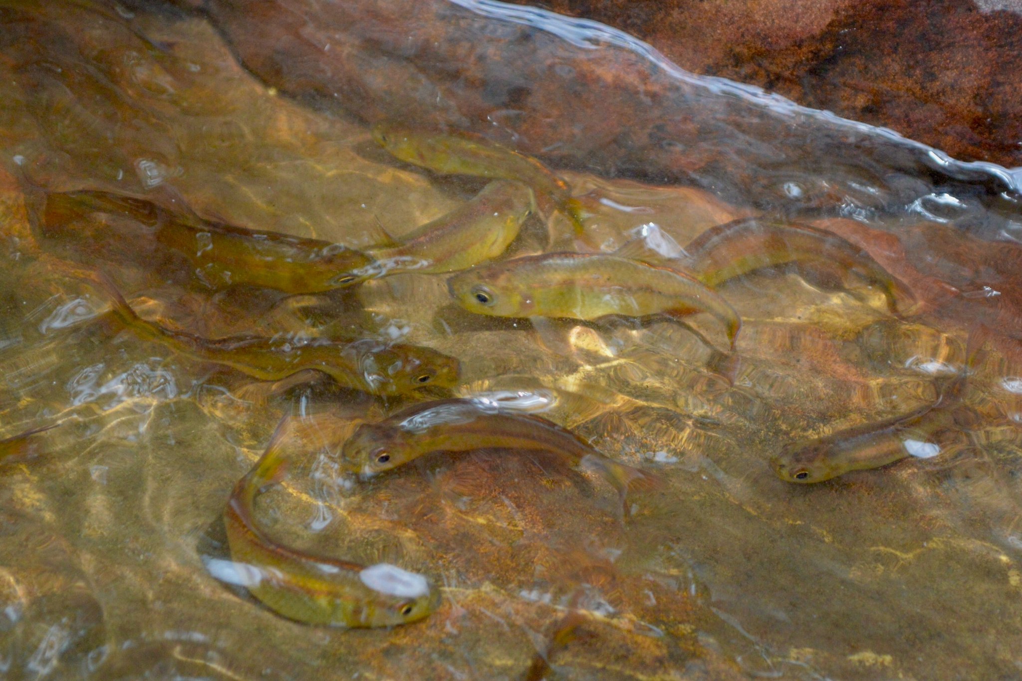 A school of small olive-green freshwater fish swimming in a shallow, crystal-clear stream over russet-toned rock in Chapada dos Veadeiros tours territory