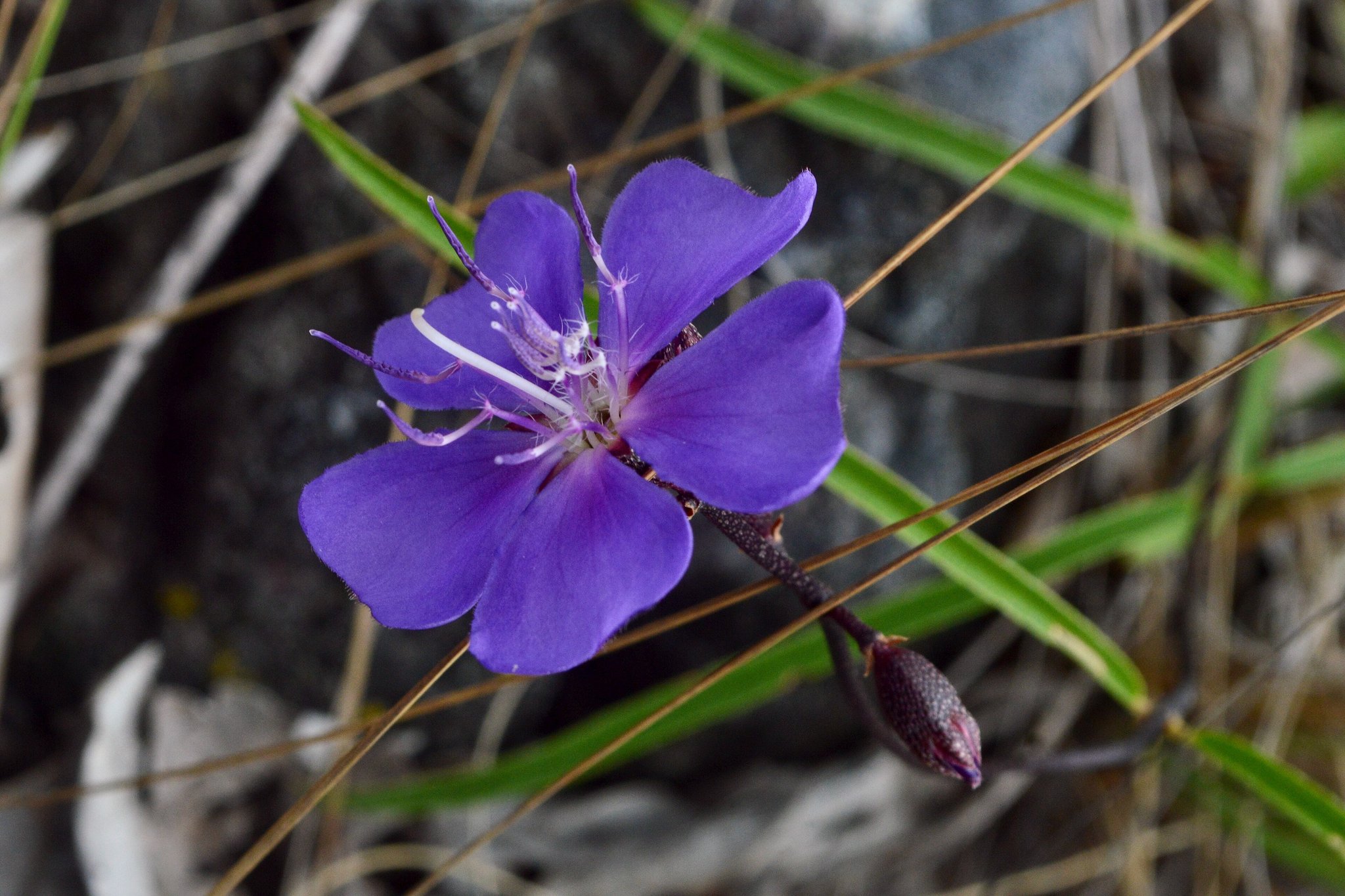 Close-up of a vivid purple Melastomataceae wildflower with white stamens and a dark bud, growing among dry grasses in the Cerrado of Chapada dos Veadeiros tours country