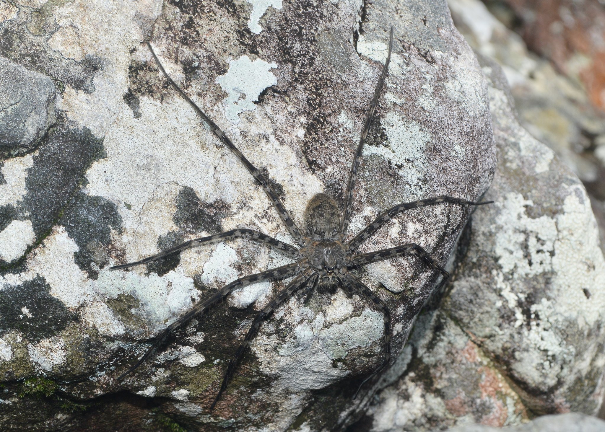 A large wolf spider with banded legs perfectly camouflaged against a lichen-covered granite boulder in Chapada dos Veadeiros tours terrain