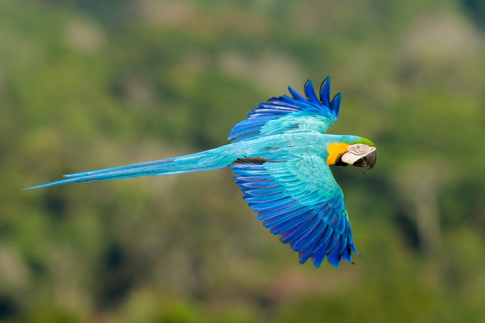 A blue-and-gold macaw soaring in flight against a soft green forest backdrop at Cristalino Jungle Lodge, wings fully spread to reveal vivid turquoise, cobalt and yellow plumage