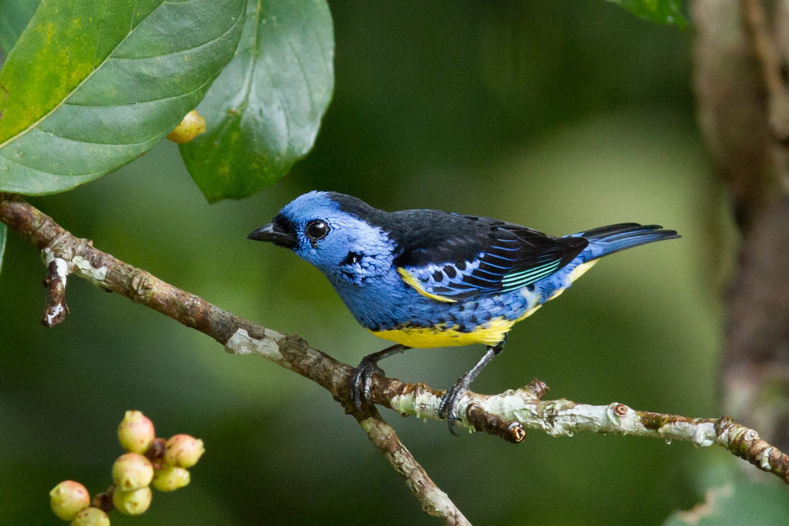 A vivid blue-and-yellow tanager perches on a lichen-covered branch amid lush green foliage at Cristalino Jungle Lodge, its turquoise wing-bar glinting in soft forest light