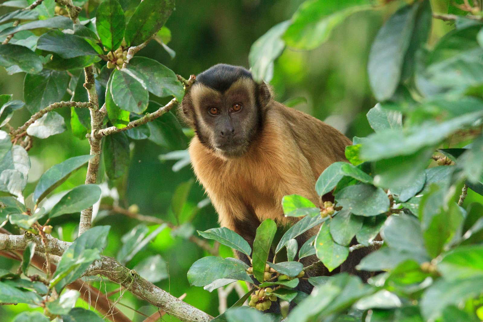 A brown capuchin monkey perched among dense green leaves and fruiting branches at Cristalino Jungle Lodge, gazing directly at the camera with amber eyes
