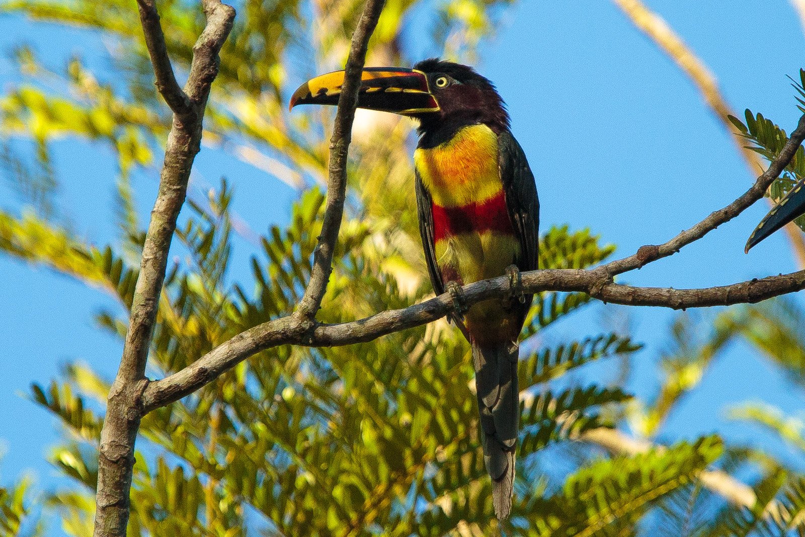 A chestnut-eared aracari with a vivid yellow-and-black bill and red-banded yellow chest perches on a bare branch against a blue sky at Cristalino Jungle Lodge
