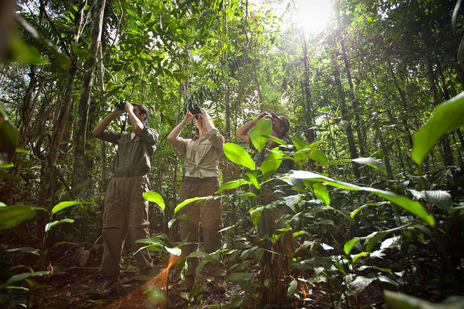 Three guests raise binoculars toward the canopy during a guided birdwatching walk at Cristalino Jungle Lodge, surrounded by dense tropical understorey and tall vine-draped trees