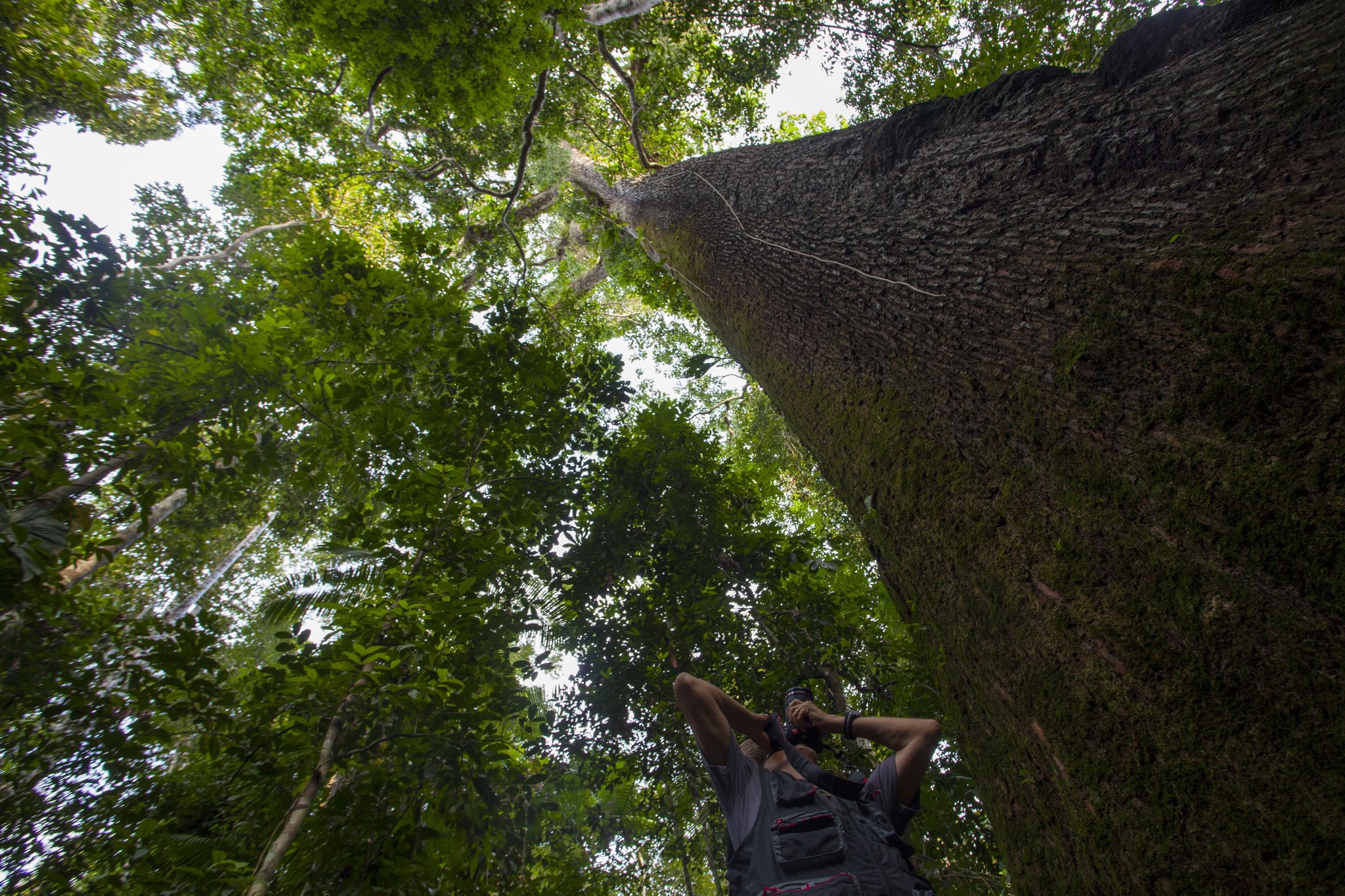 A photographer looks up at a towering rainforest tree trunk at Cristalino Jungle Lodge, with a dense green canopy stretching far above