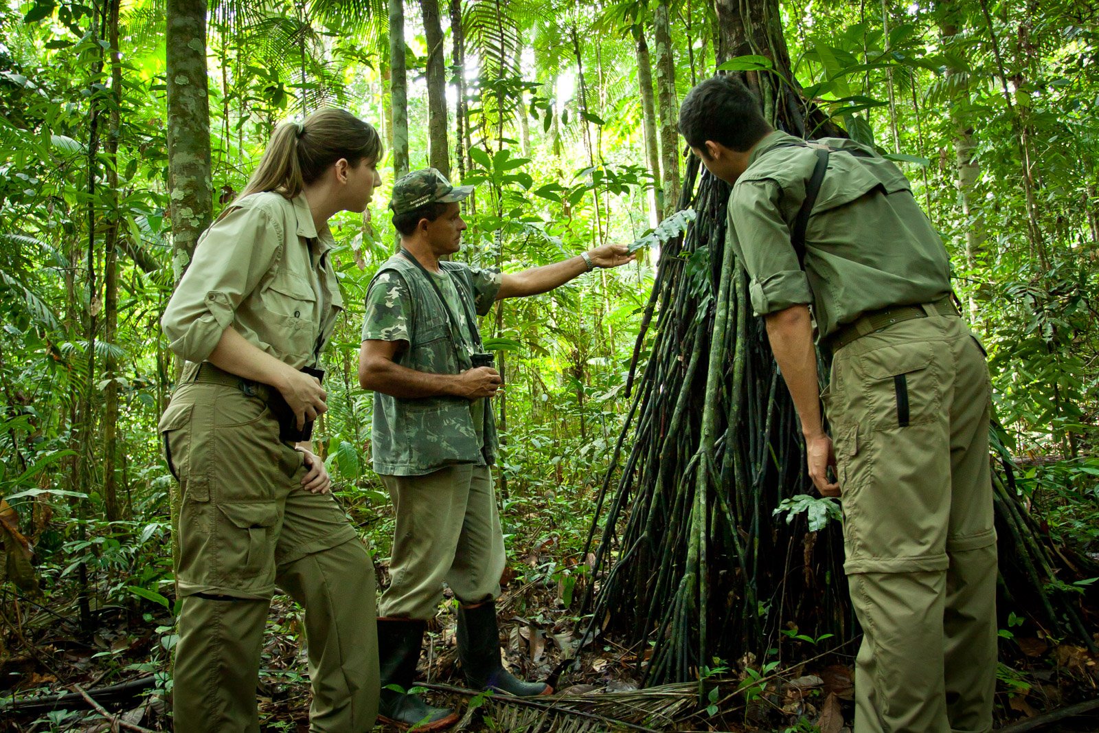 A local guide at Cristalino Jungle Lodge points out the aerial roots of a large rainforest tree to two guests in khaki clothing during a guided trail walk