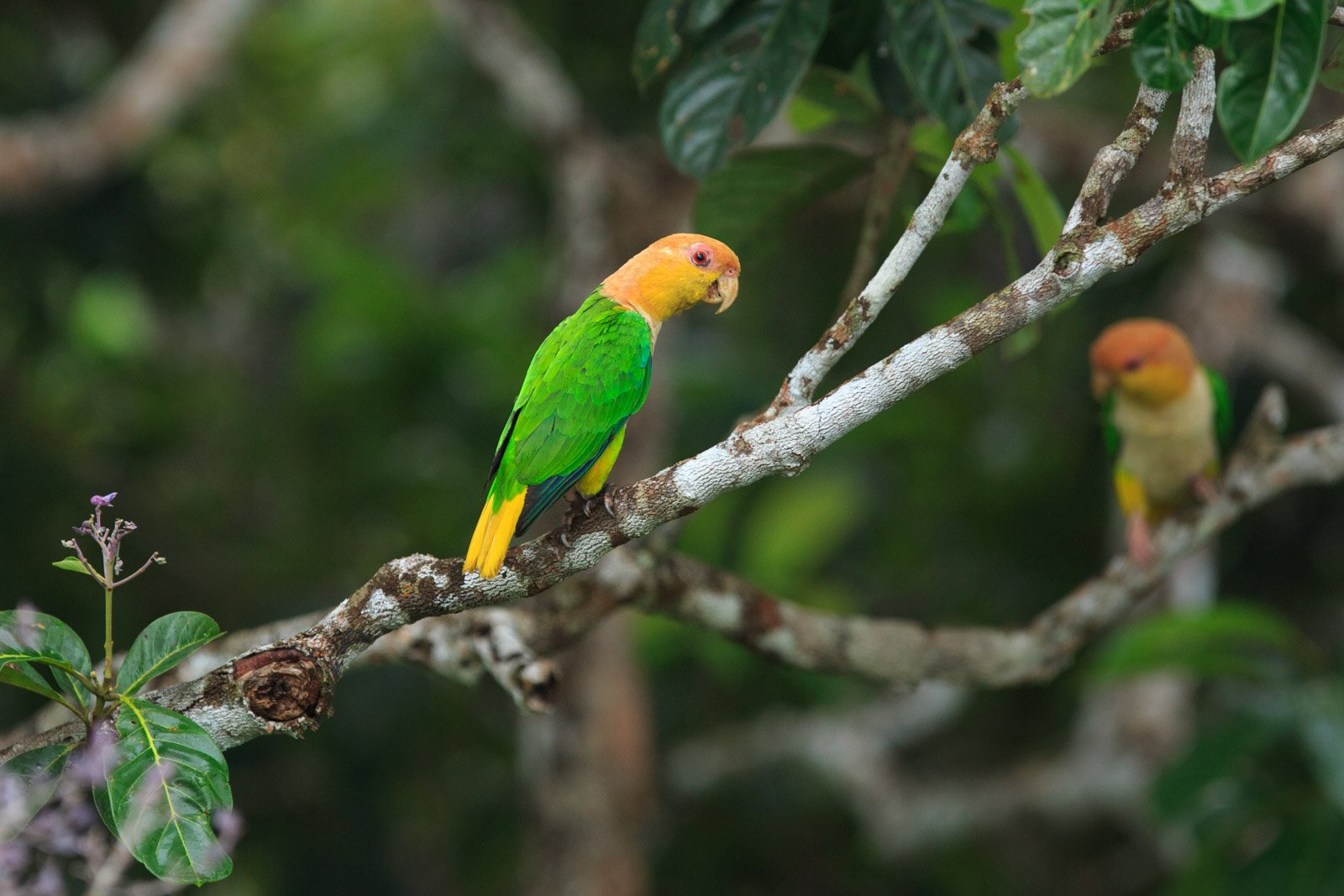 Two orange-headed green parrots perched on a pale lichen-covered branch at Cristalino Jungle Lodge, surrounded by lush rainforest foliage