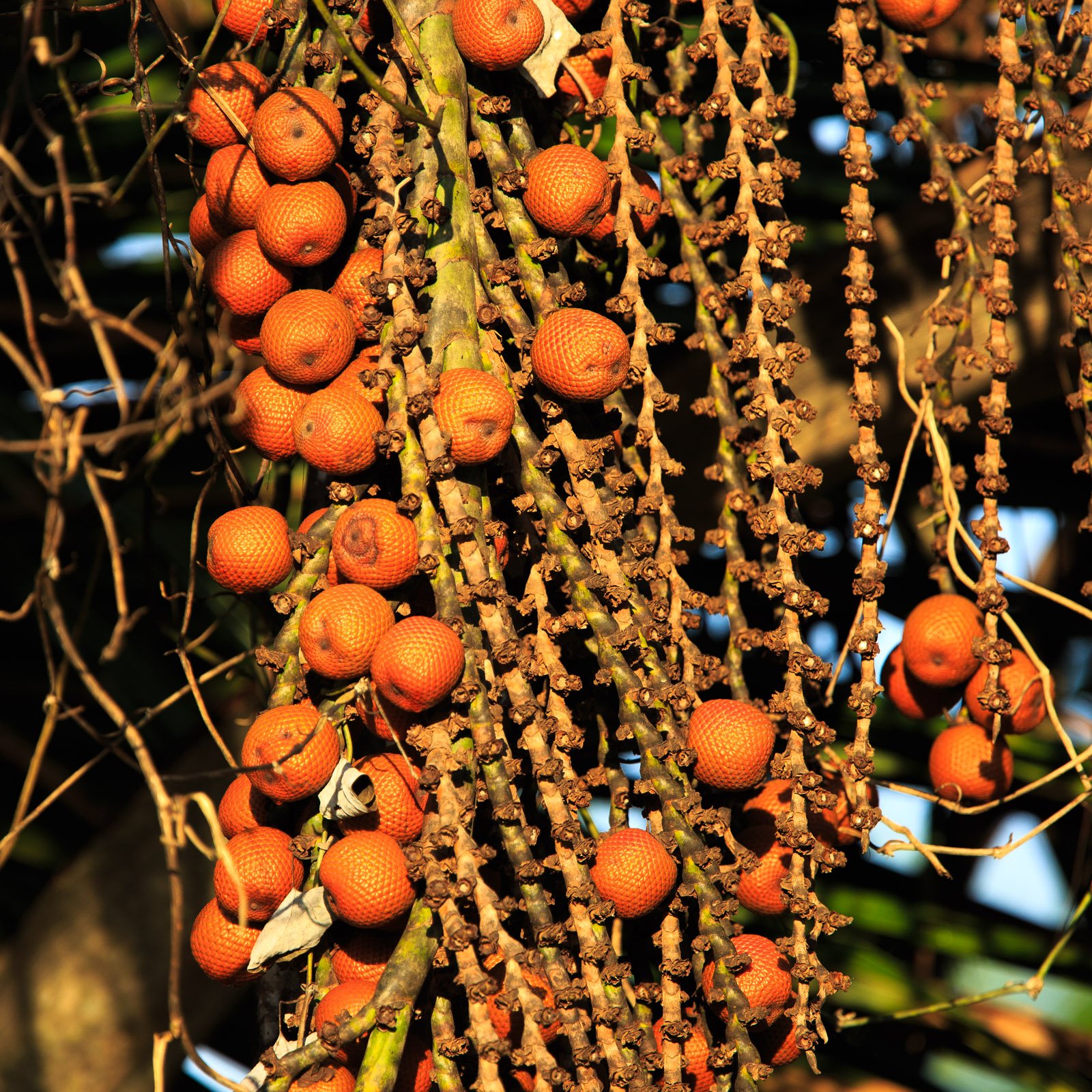 A dense cluster of vivid orange scaly palm fruits hanging from branching stalks at Cristalino Jungle Lodge, bathed in warm golden light