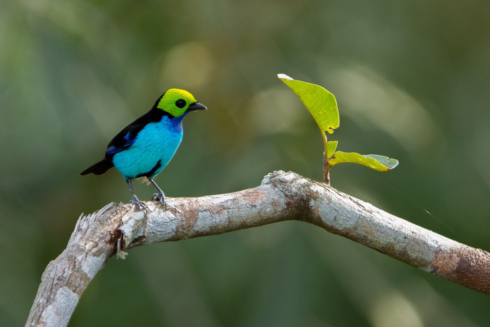A paradise tanager with a vivid lime-green head, black mask, and turquoise breast perches on a bare branch at Cristalino Jungle Lodge