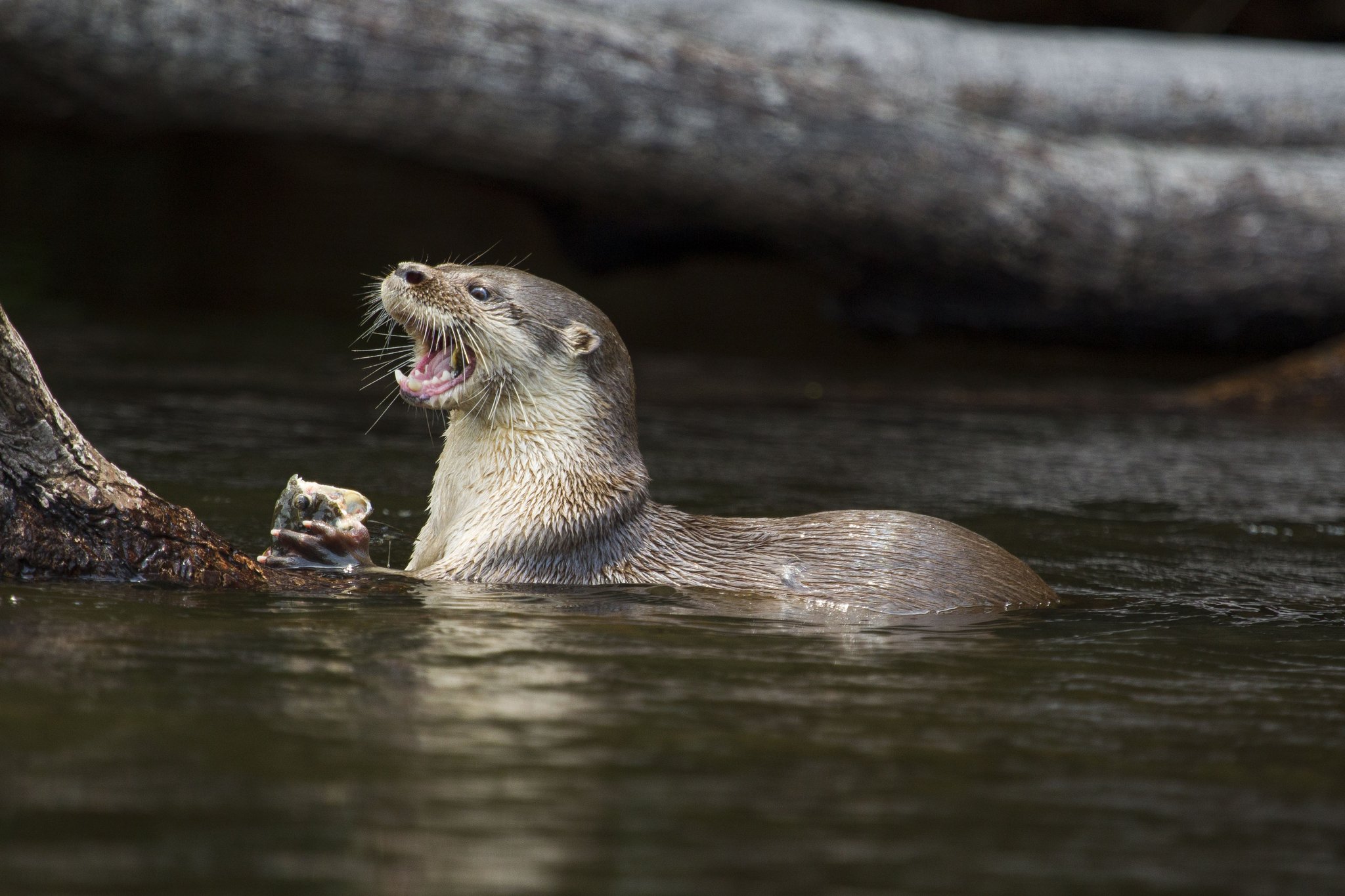 A wet river otter holds a freshly caught fish in its paws and tilts its head back with mouth open beside a submerged log at Cristalino Jungle Lodge