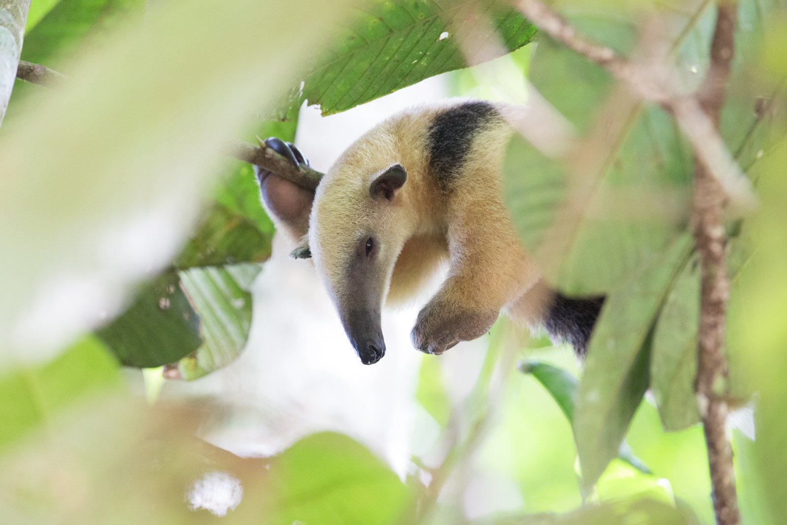 A silky anteater clings to a branch amid lush green leaves in the forest canopy at Cristalino Jungle Lodge, its cream and black fur clearly visible