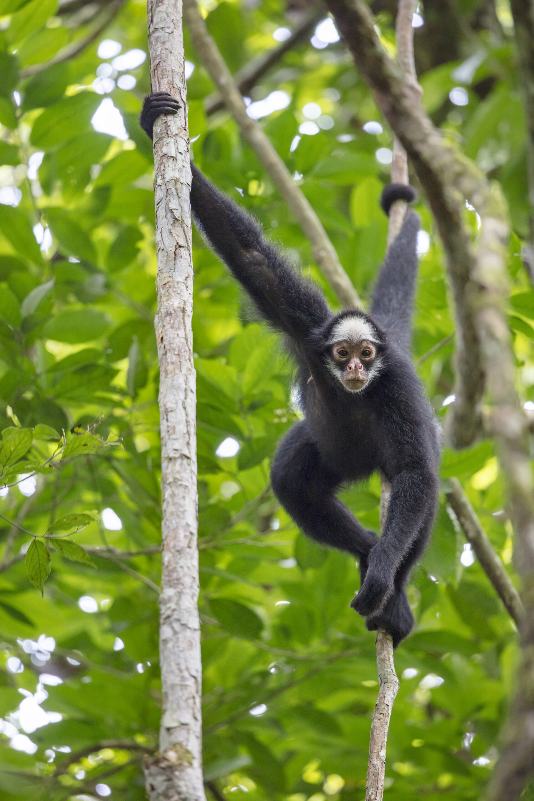 A black spider monkey with a pale face clings to slender tree trunks and wraps its prehensile tail around a branch in the lush green canopy at Cristalino Jungle Lodge
