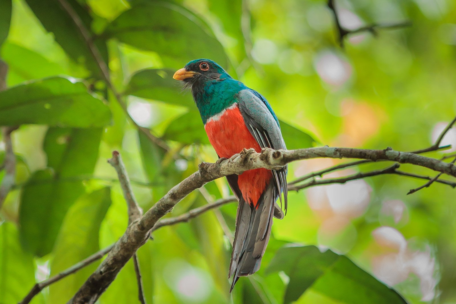 A trogon with a teal head, orange-red belly and yellow bill perches on a bare branch surrounded by lush green leaves at Cristalino Jungle Lodge