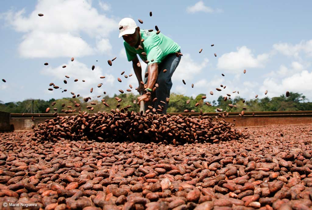 Cacao beans catch the Bahian sun — the heart of the Cocoa Route. A worker tosses sun-drying cacao beans into the air on a drying table at a cocoa farm along the cycling Bahia route near Itacaré