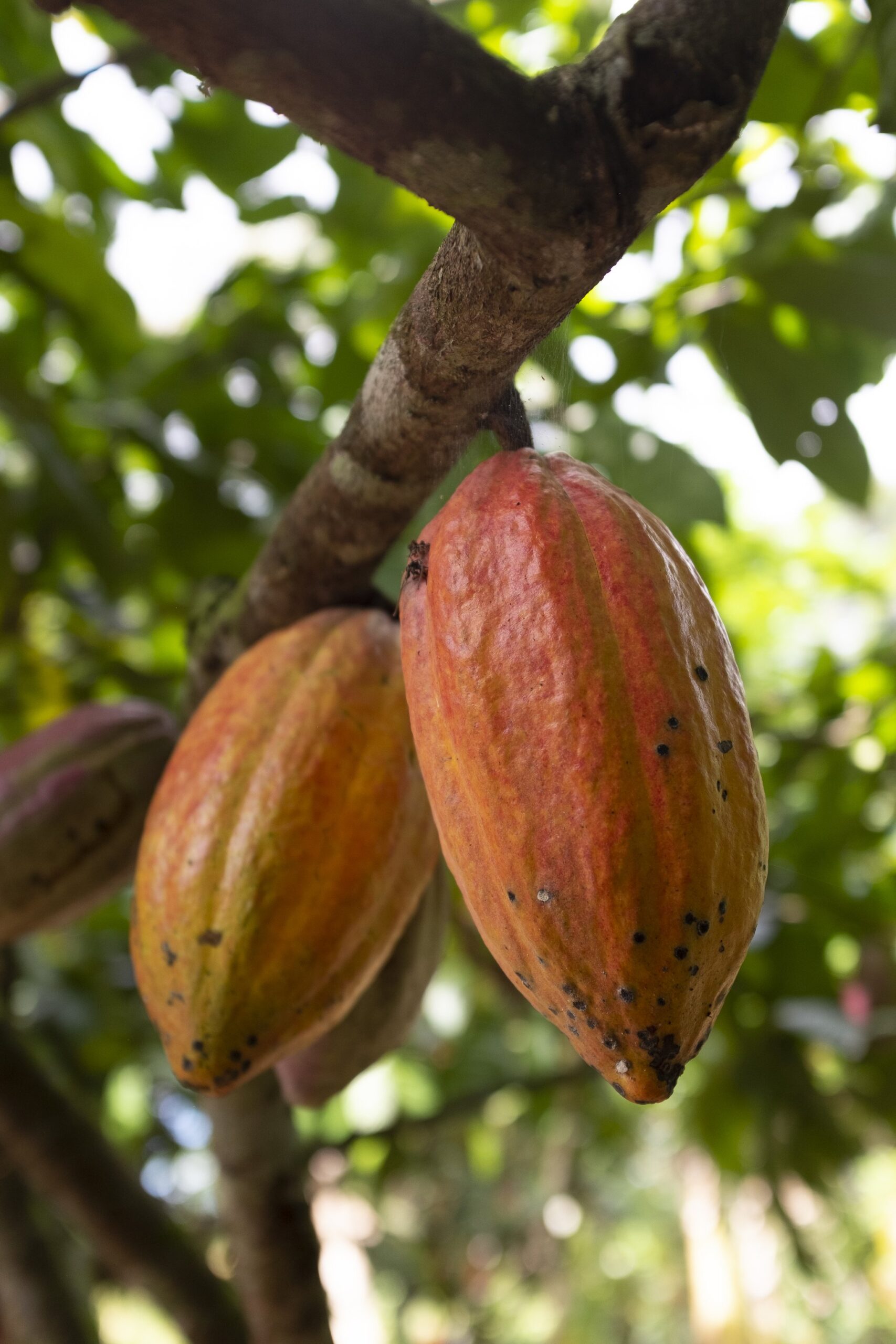 Two ripe orange-red cacao pods hanging from a tree branch on a cycling Bahia cocoa route farm visit