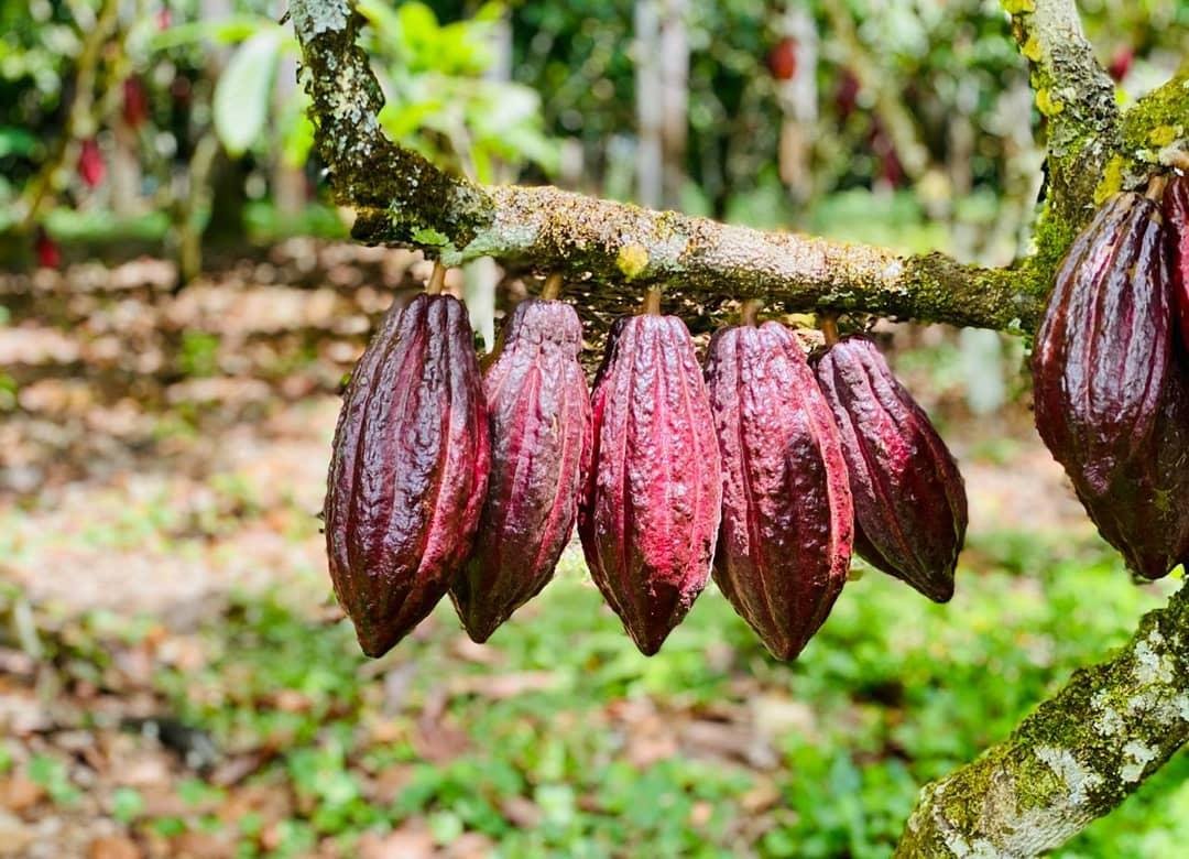 Straight from the tree — ruby cacao pods on a southern Bahia farm. Cluster of deep red ripe cacao pods hanging from a mossy branch on a cycling Bahia cocoa farm visit