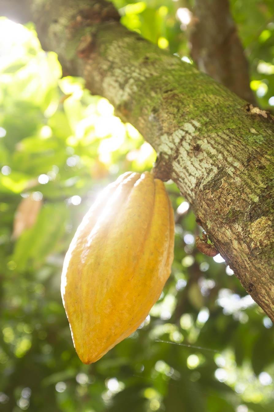 Straight from the tree — golden cacao ripening in the Bahian forest. A ripe yellow cacao pod growing directly from the trunk of a tree, backlit by sunlight filtering through Atlantic Forest canopy on the cycling Bahia cocoa route