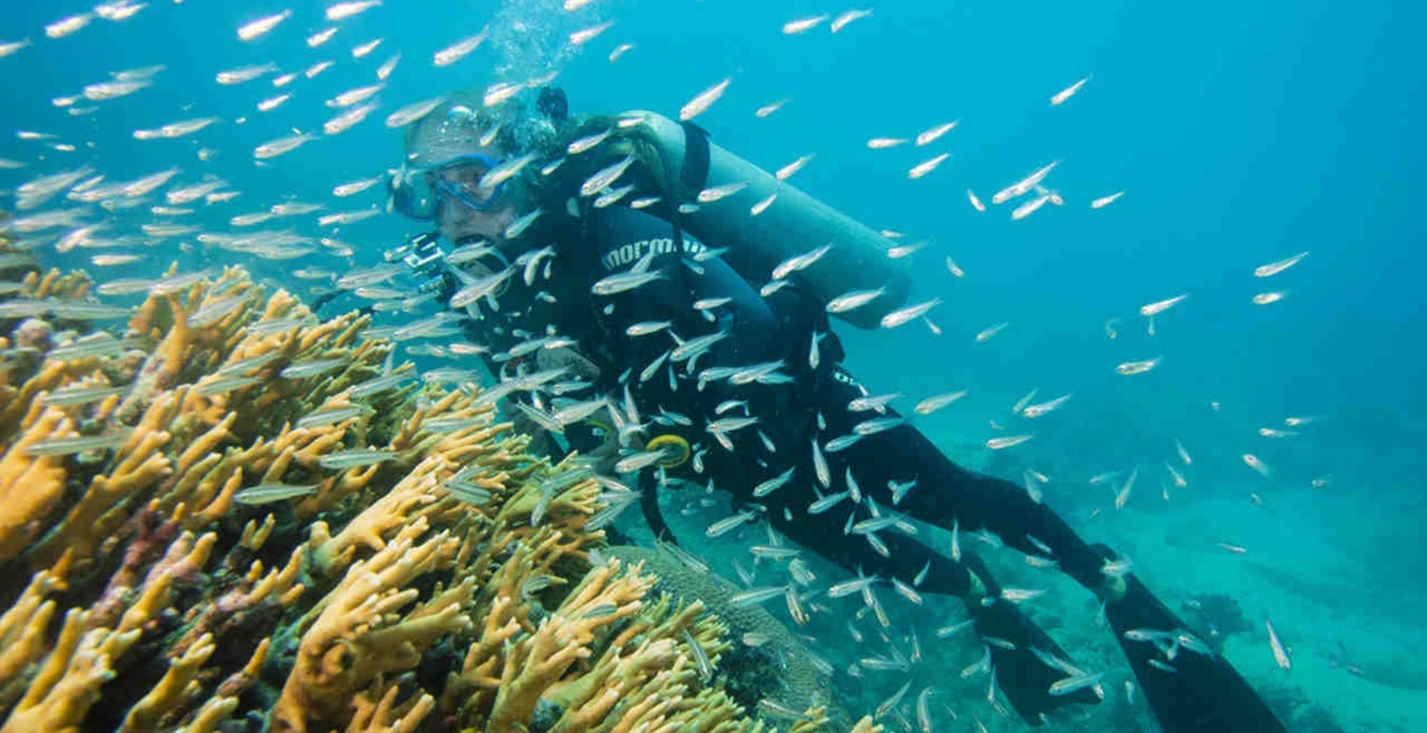 A scuba diver on a diving liveaboard Abrolhos trip hovers close to golden staghorn coral while hundreds of small silver baitfish swirl around them in clear turquoise water