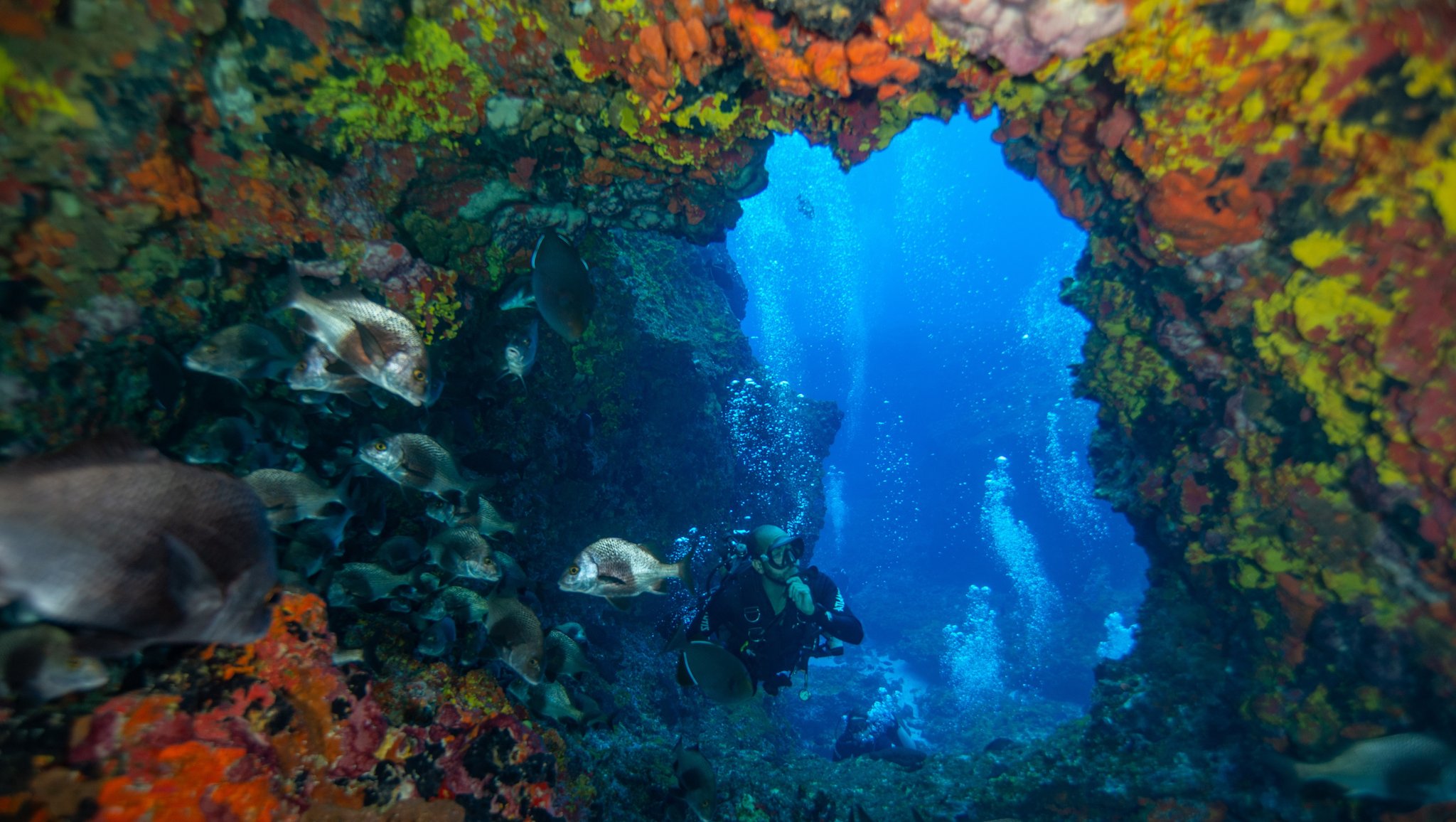 A scuba diver passes through a colorful volcanic rock arch encrusted with orange and yellow sponges during a Fernando de Noronha diving package, with a school of fish and rising air bubbles in vivid blue water