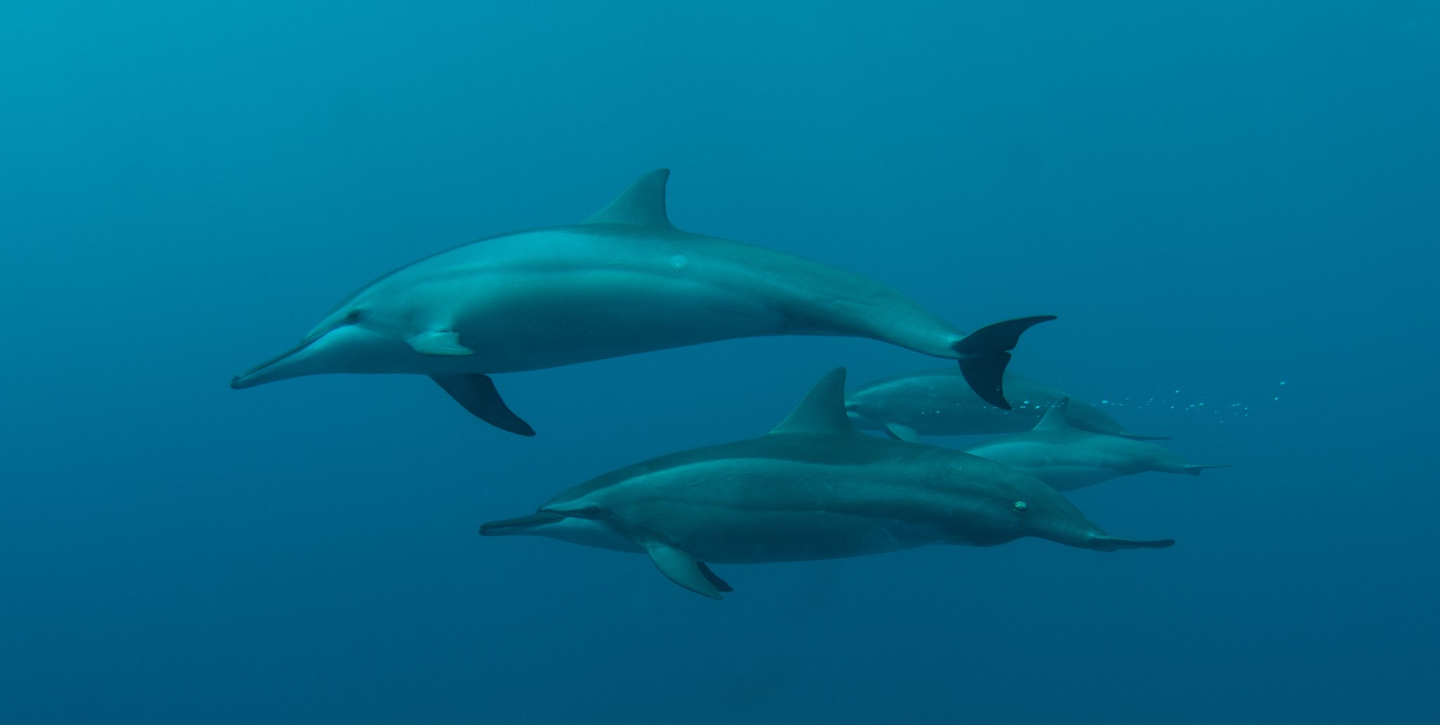 Two spinner dolphins gliding together through the clear blue water of Fernando de Noronha, a highlight of diving packages in this marine national park