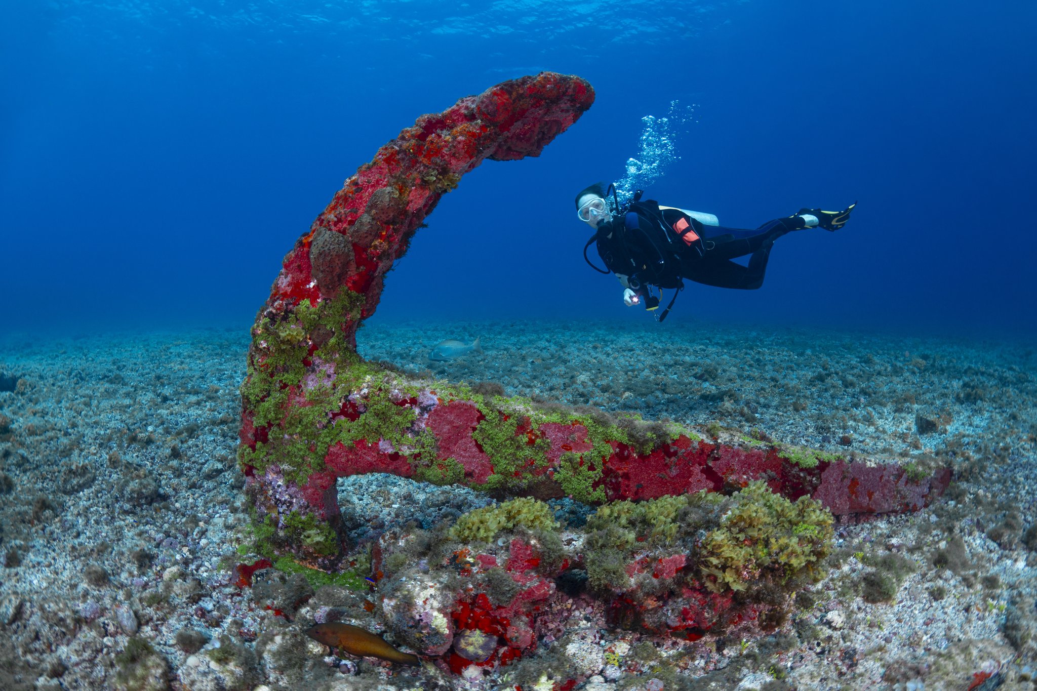 A scuba diver hovers behind a large anchor heavily encrusted with red and green marine growth on a sandy seabed during a Fernando de Noronha diving trip
