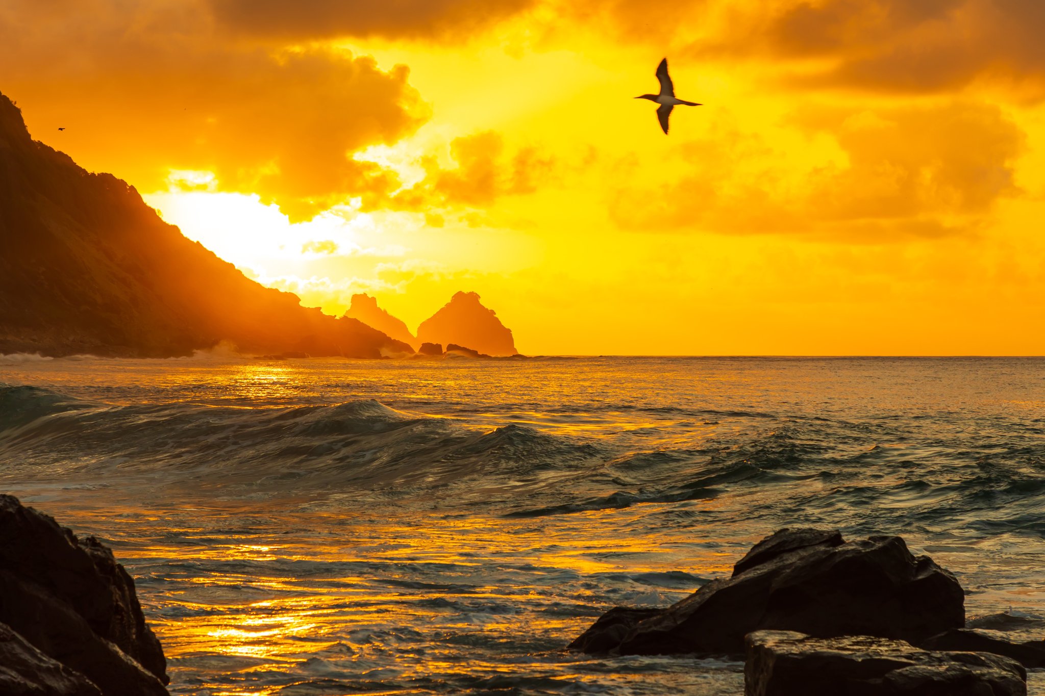 A seabird soars over a blazing golden sunset above the rocky coastline of Fernando de Noronha, with rolling ocean waves and silhouetted sea stacks glowing against an amber sky on this Fernando de Noronha diving trip