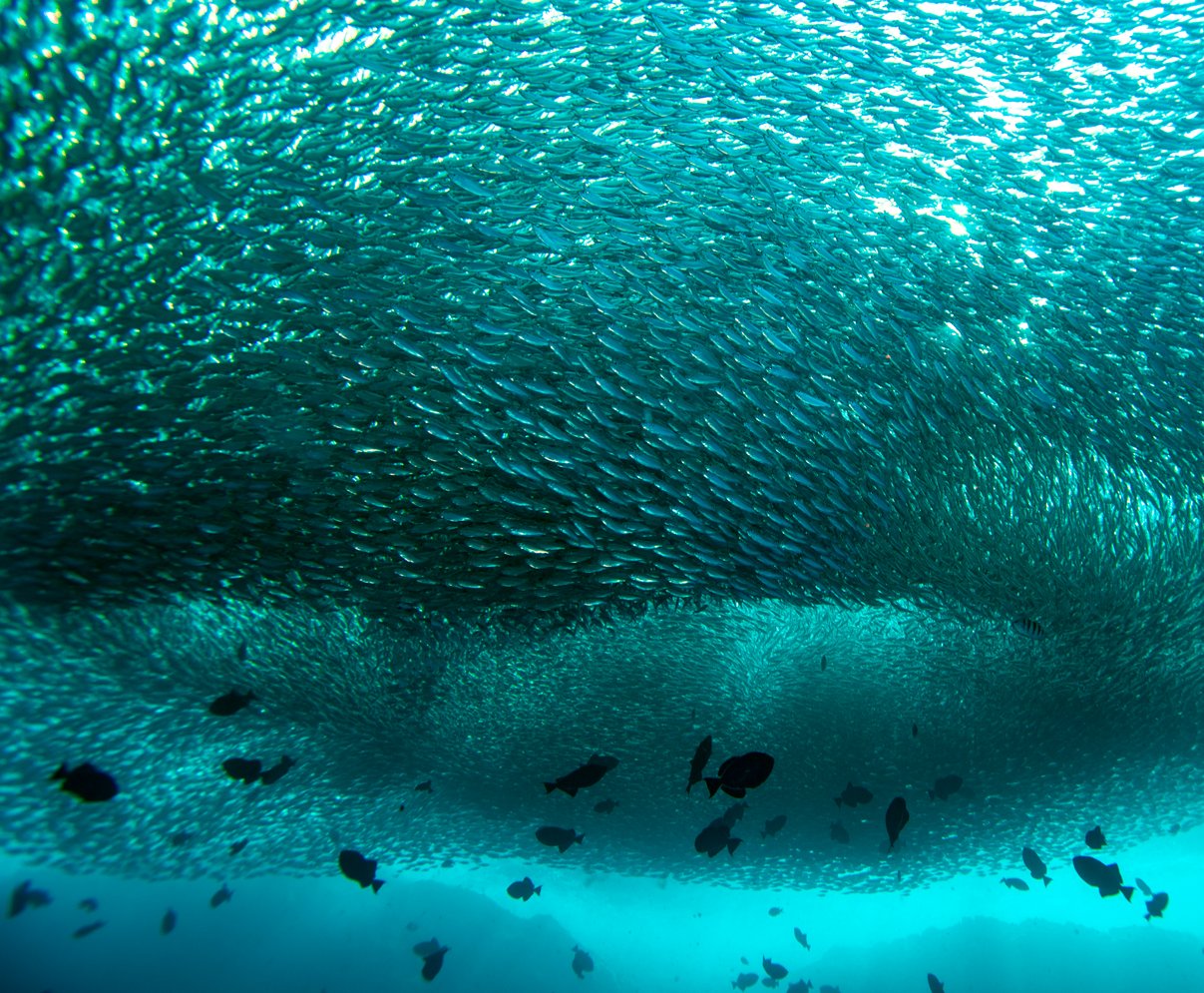 A massive silvery baitball of small fish forms a swirling dome underwater during a Fernando de Noronha diving trip, with larger dark-silhouetted reef fish circling below in turquoise water