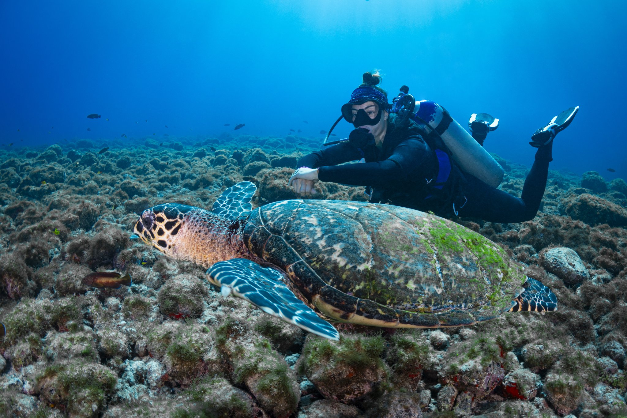 A scuba diver hovers close to a large sea turtle gliding over a rocky reef during a Fernando de Noronha diving trip, with deep blue water and small fish visible in the background.