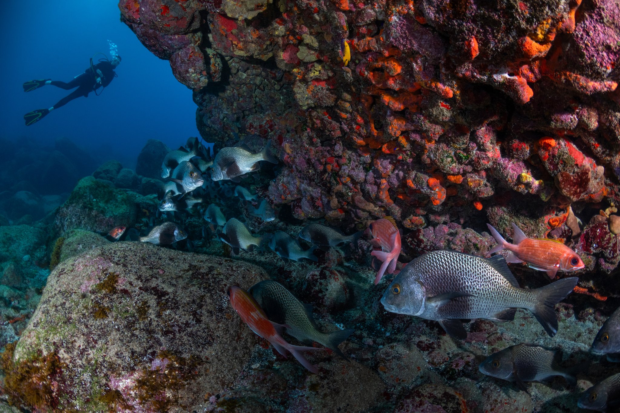 A scuba diver glides above a volcanic rock formation encrusted with vivid red and orange sponges during a Fernando de Noronha diving trip, while a school of silver reef fish and red-hued smaller fish swirl in the foreground