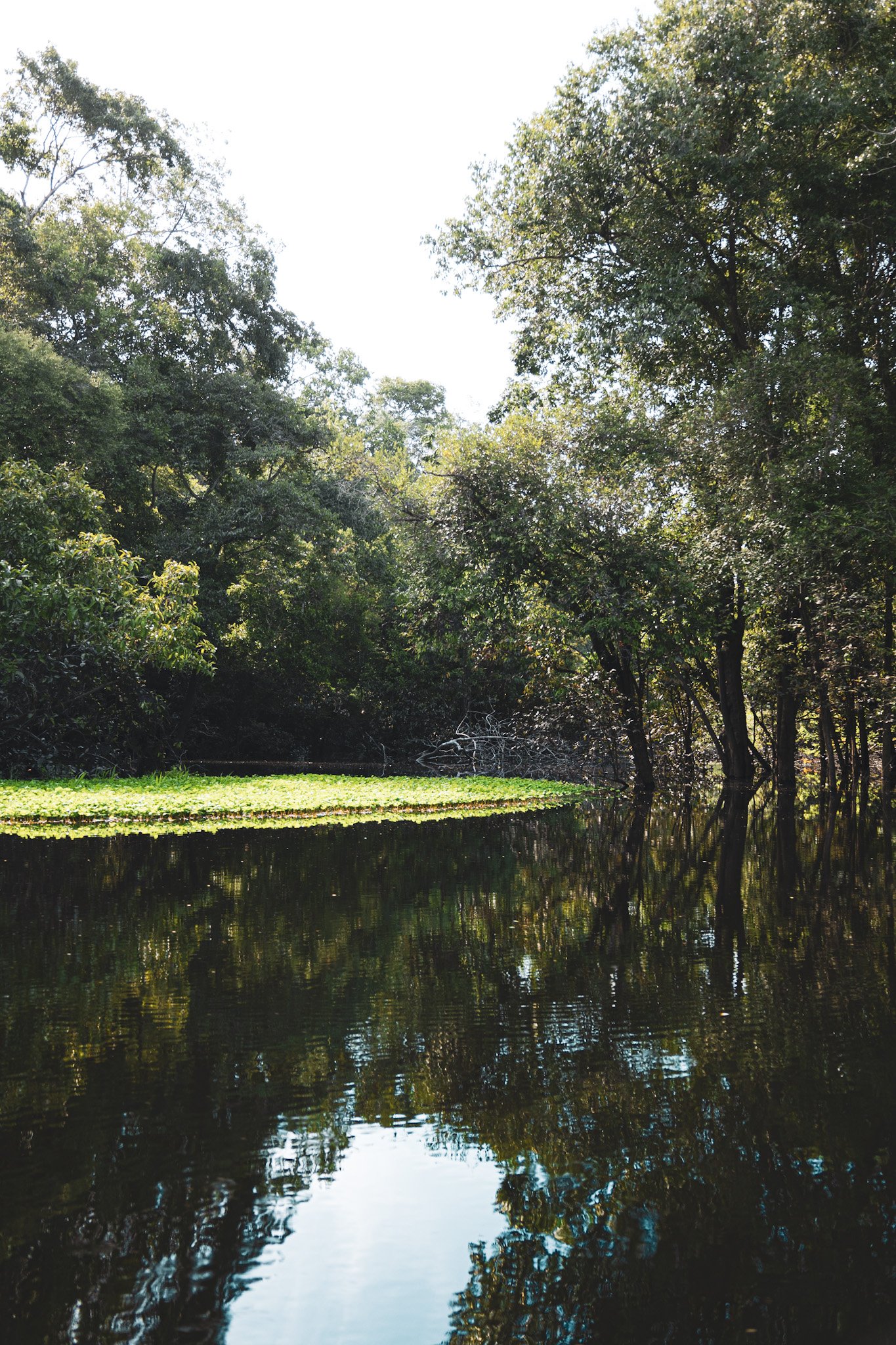 Flooded forest with a floating green meadow mirrored on still dark water