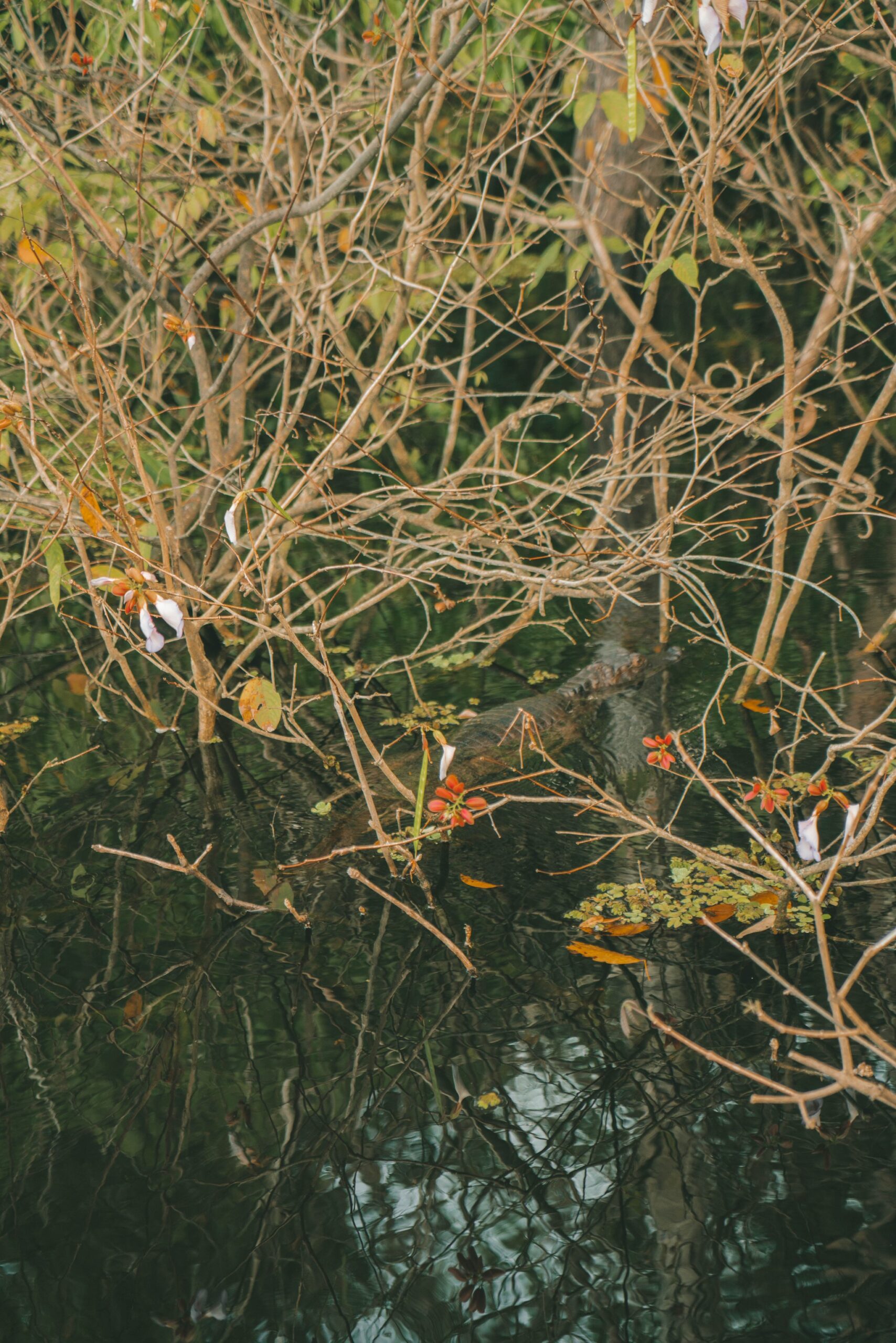 Bare branches and red seeds reflected in the still black water of a flooded igapo forest in the Amazon