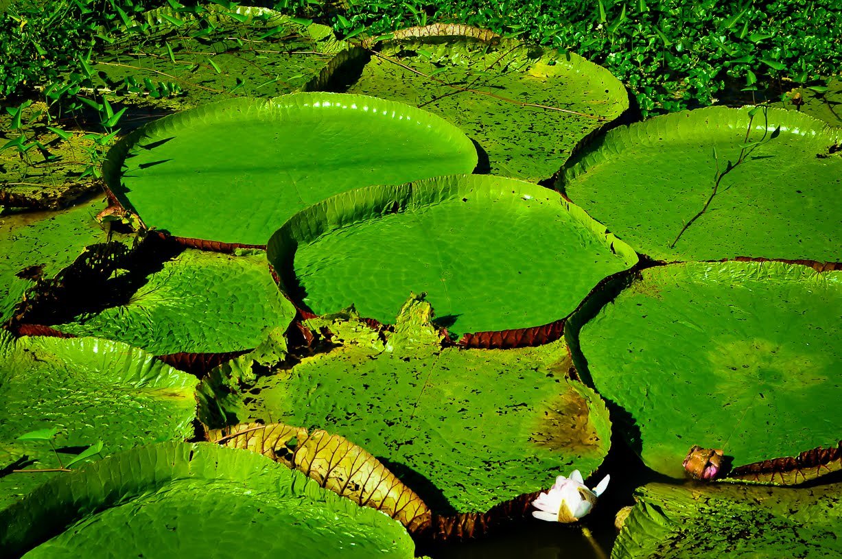 Giant Victoria amazonica water lily pads with a white flower on the river