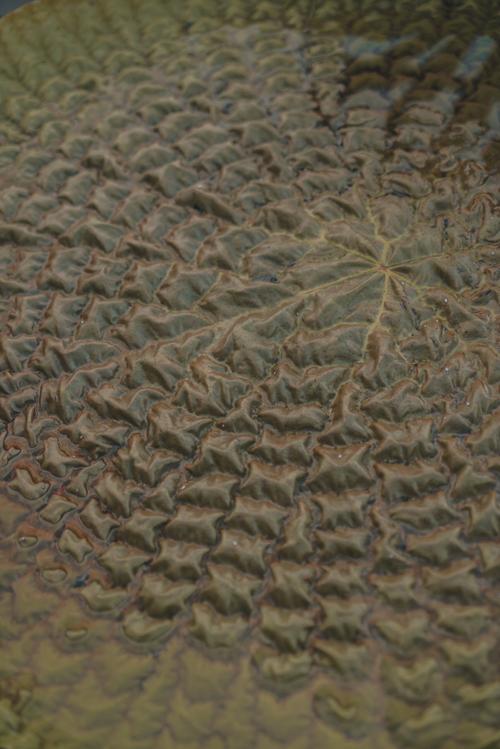 Flipped over, the giant lily reveals a striking web of spiny ribs beneath. Photo: Yuri Panichi Close-up of the ribbed underside of a giant Victoria water lily pad in the Amazon