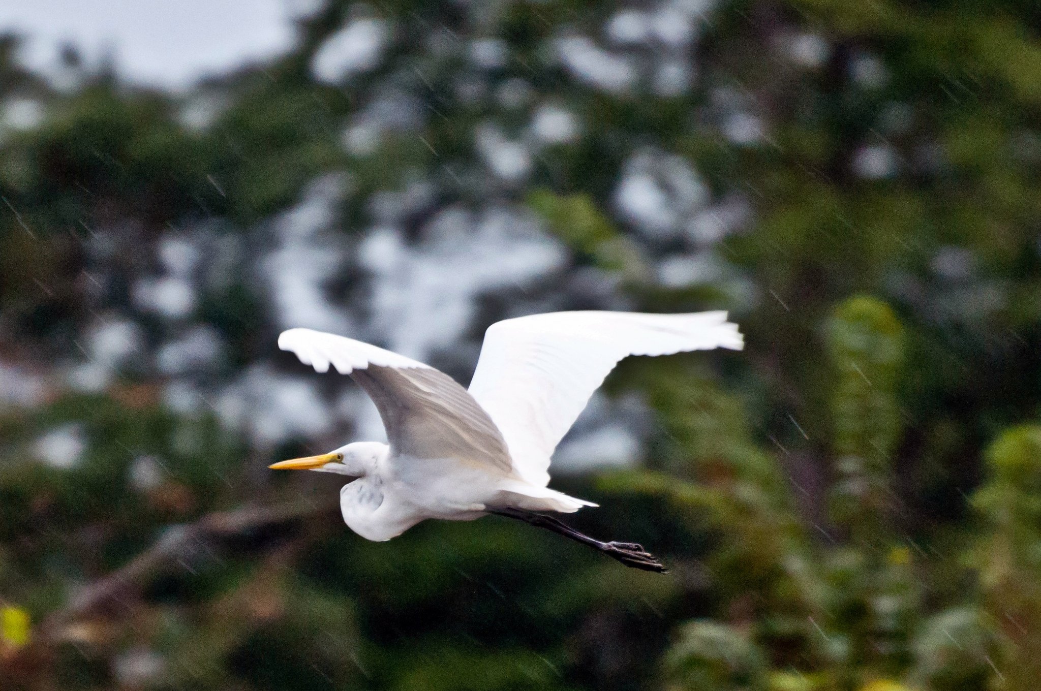 A great egret skims the treeline as a soft rain falls over the river. Great egret in flight over the forest in light Amazon rain