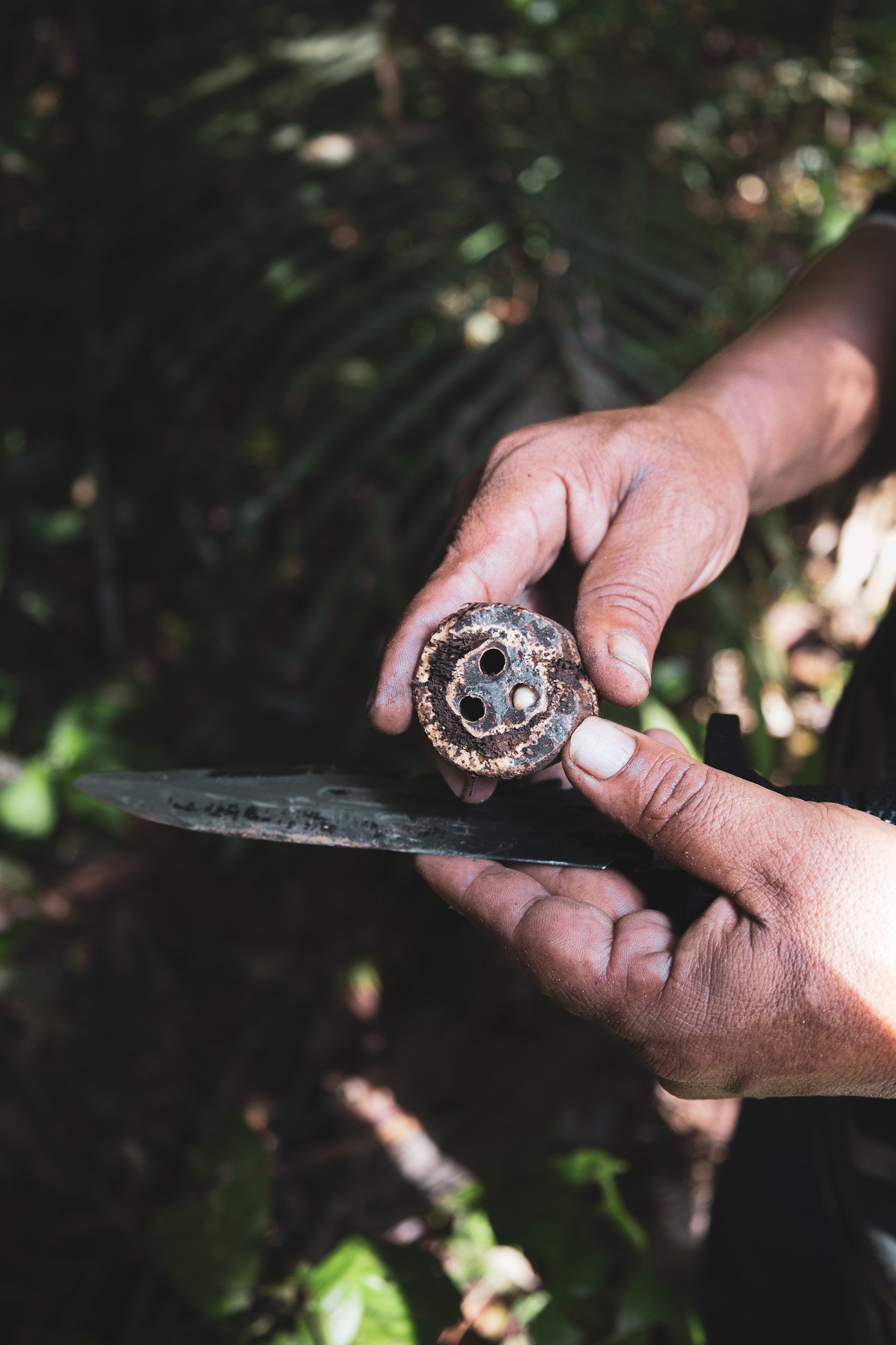 A guide slices open a palm nut to reveal the seeds the forest provides. Guide's hands holding a cross-sectioned palm nut on a machete blade showing its inner seeds