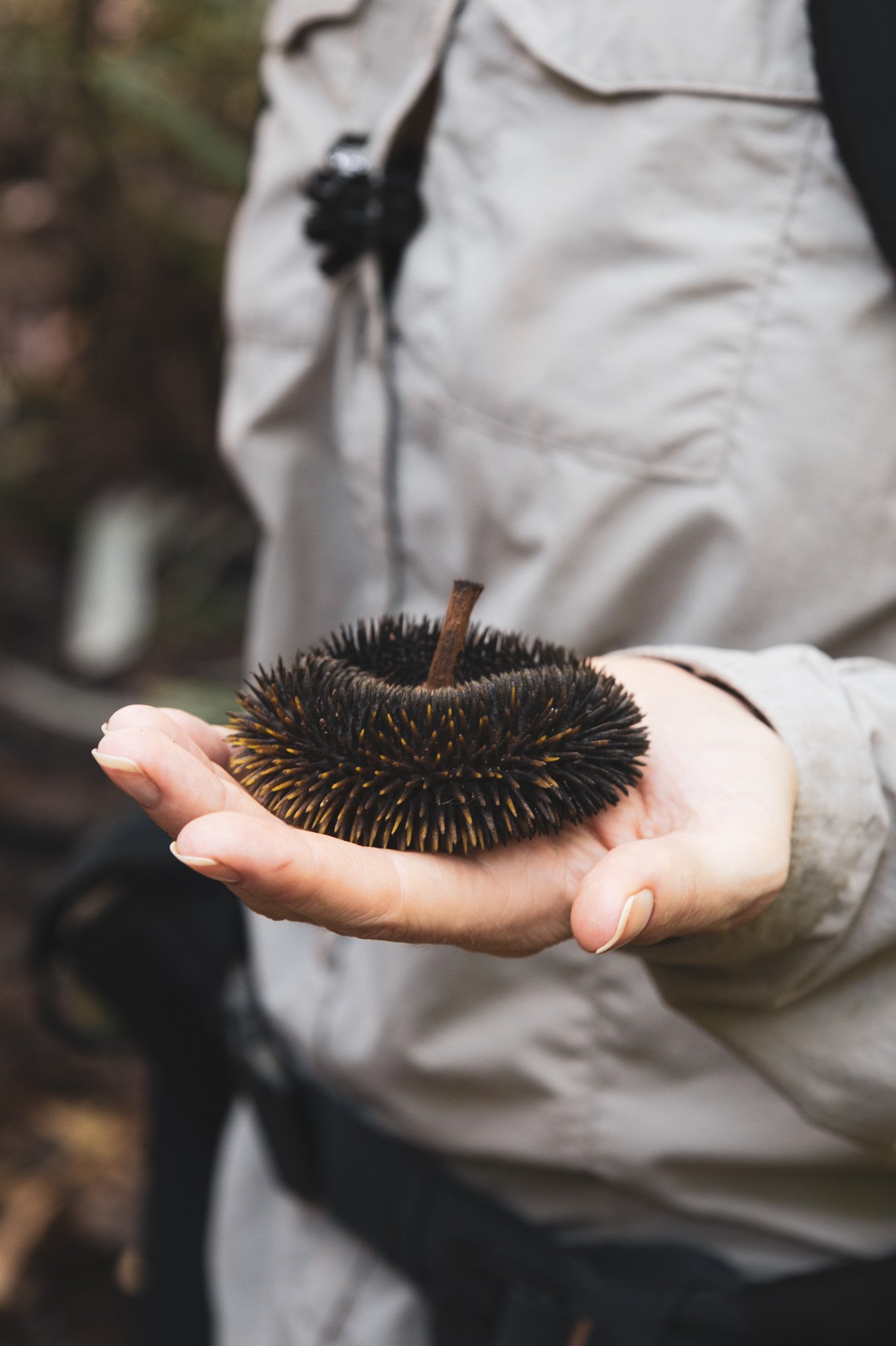 Hand holding a spiky black-and-gold rainforest seed pod in the Amazon