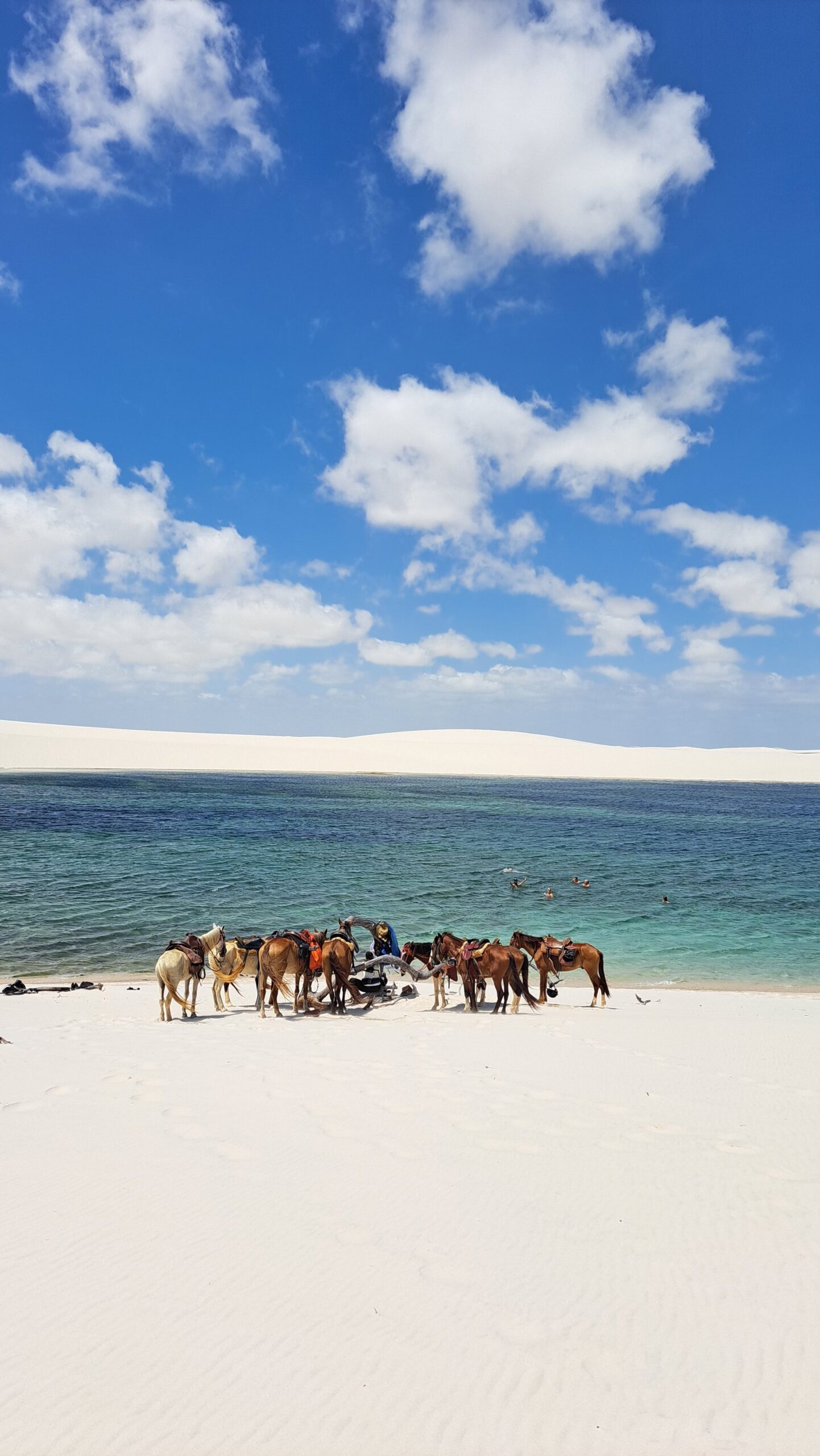 Horses at rest, lagoon at the edge — the vastness of Lençóis Maranhenses stretching in every direction. A group of saddled horses resting on brilliant white sand beside a turquoise lagoon during a horseback riding Lençóis Maranhenses tour, with sweeping white dunes and a vivid blue sky in the background